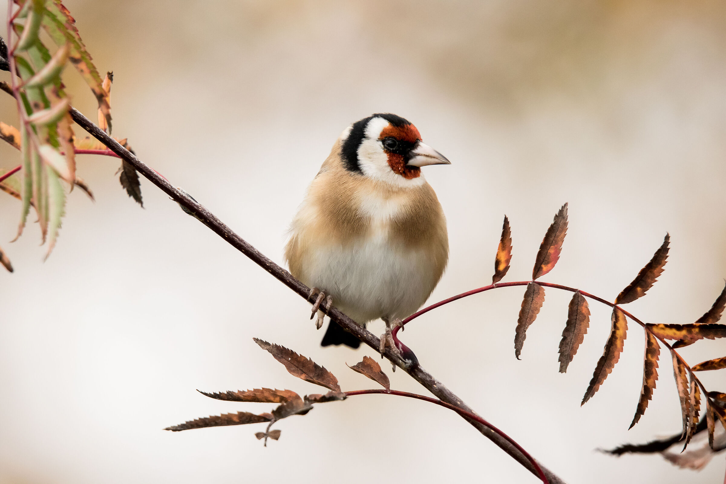 Japanese style goldfinch