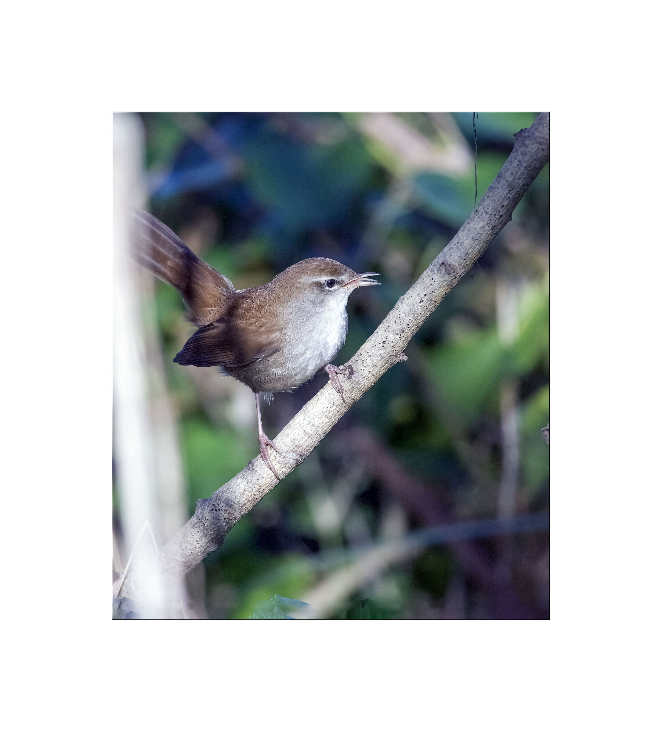 River nightingale