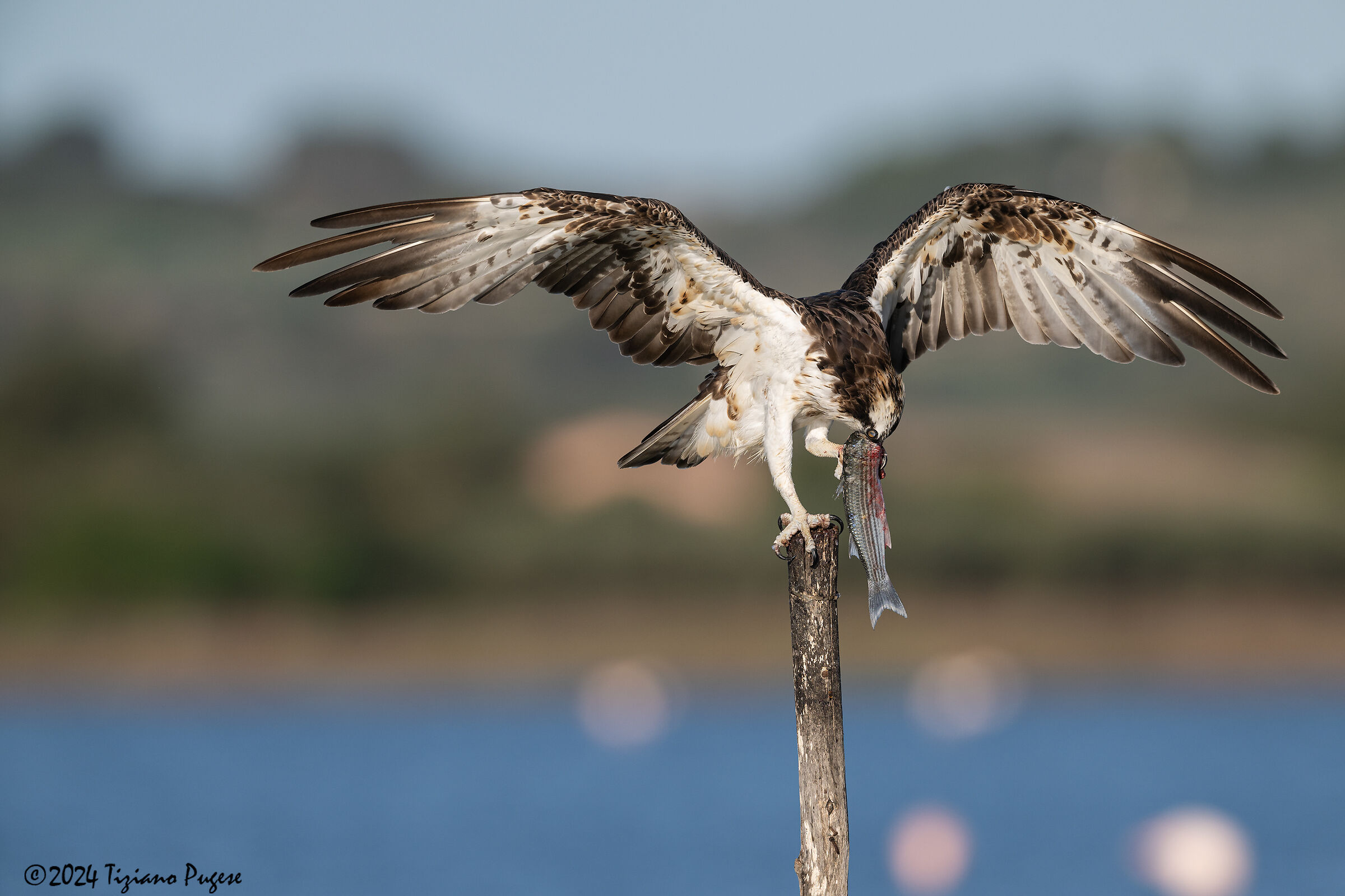 Osprey (Pandion haliaetus)