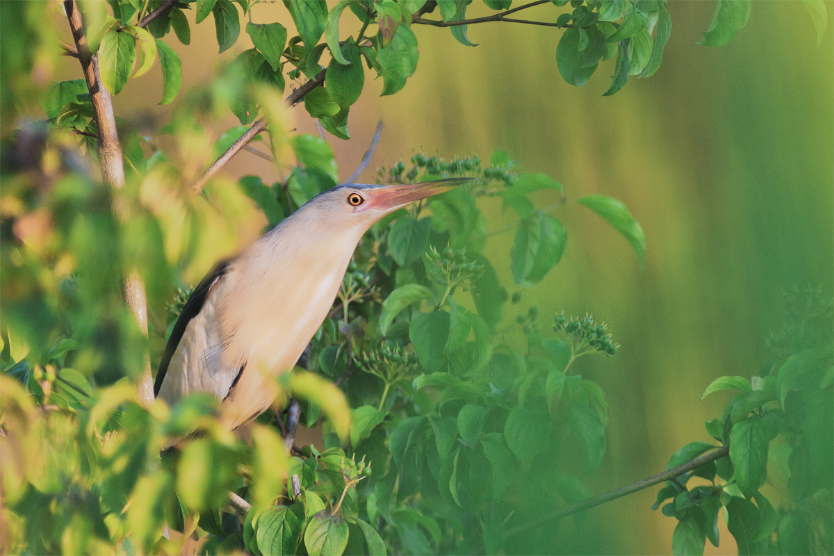 Little Bittern at attention