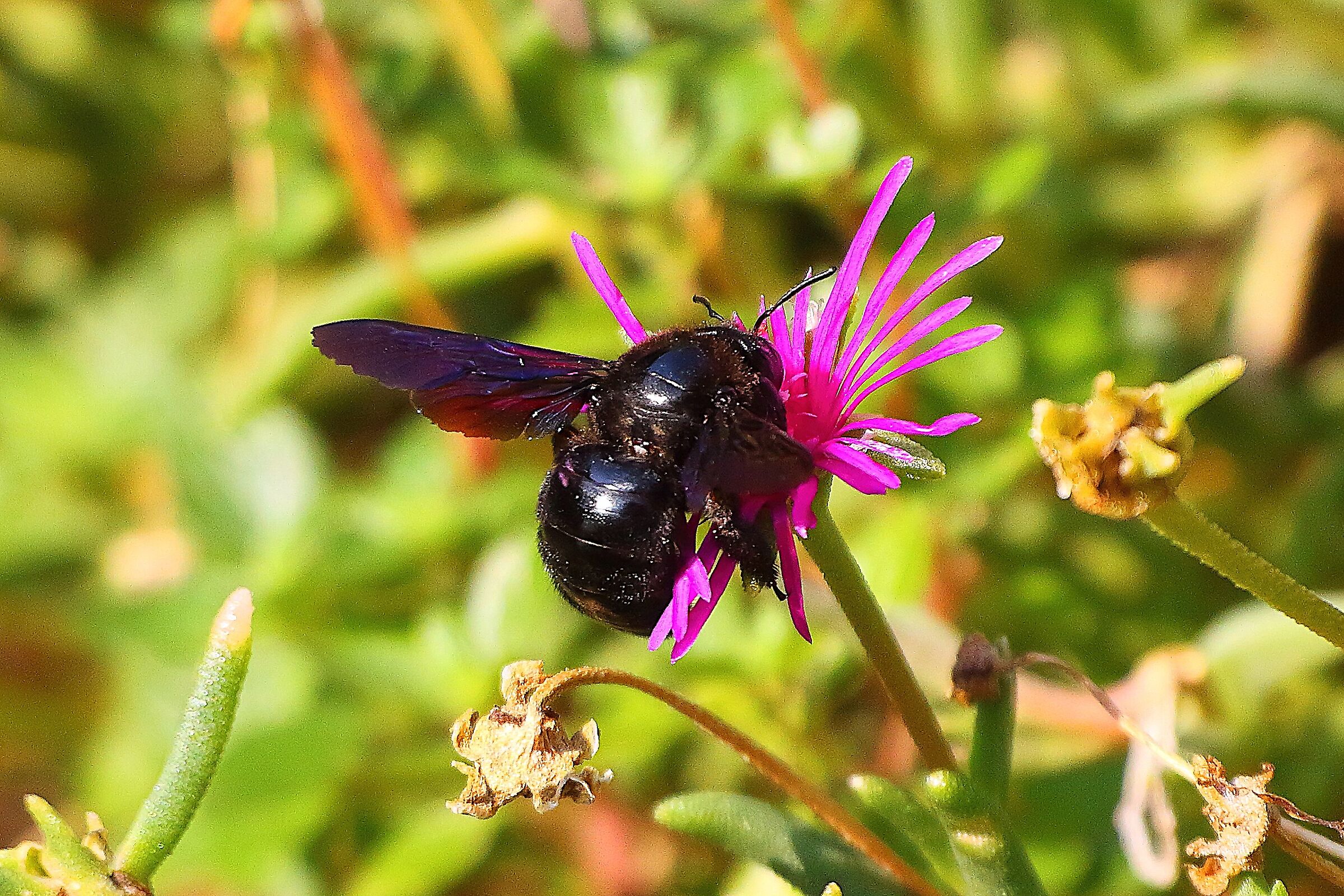 Bombo 27 luglio 2024 - 9743