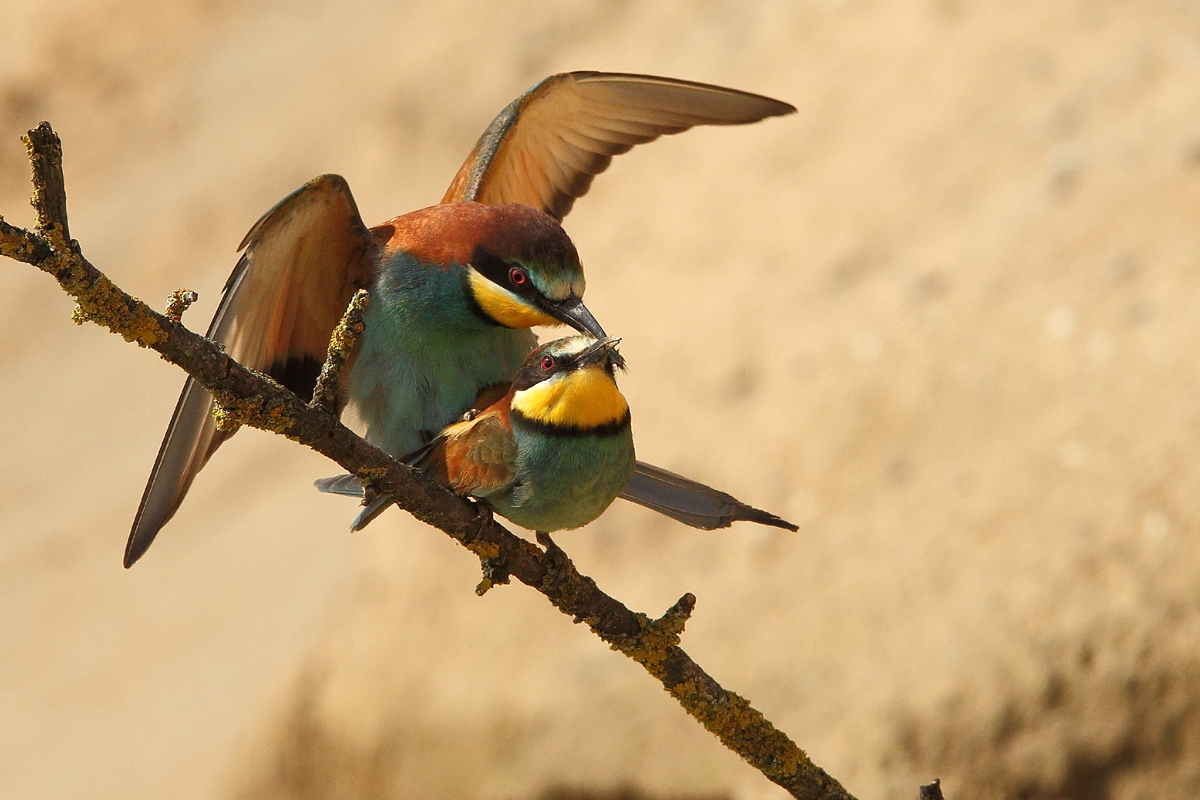 taac.. in punta di becco
