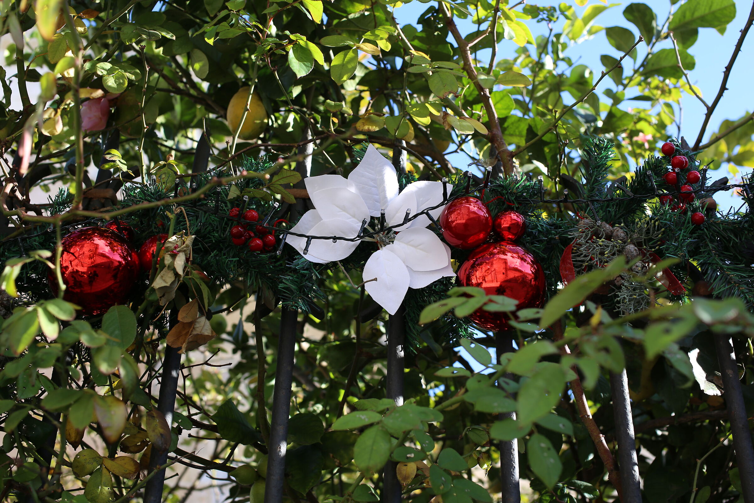 Milvus Zeiss 50, 1.4- Canon 6 D