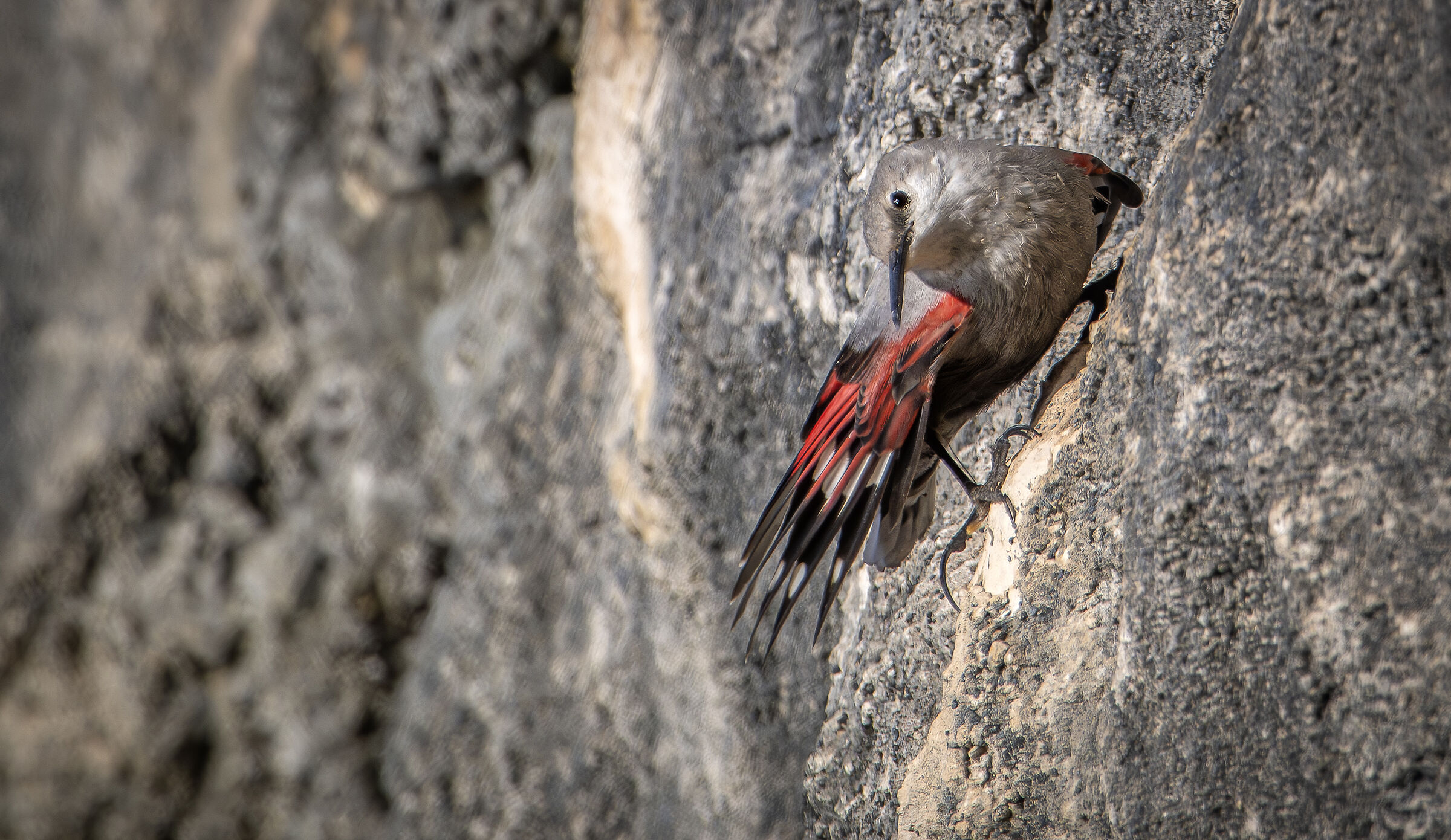 Wallcreeper