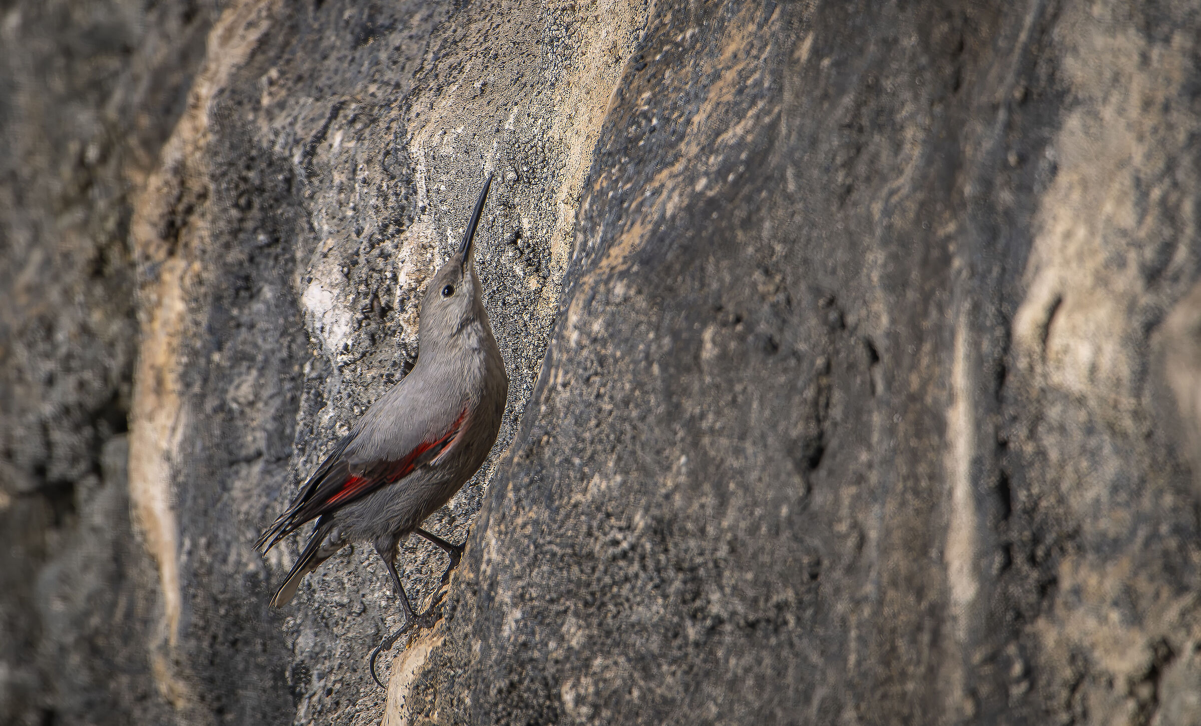 Wallcreeper
