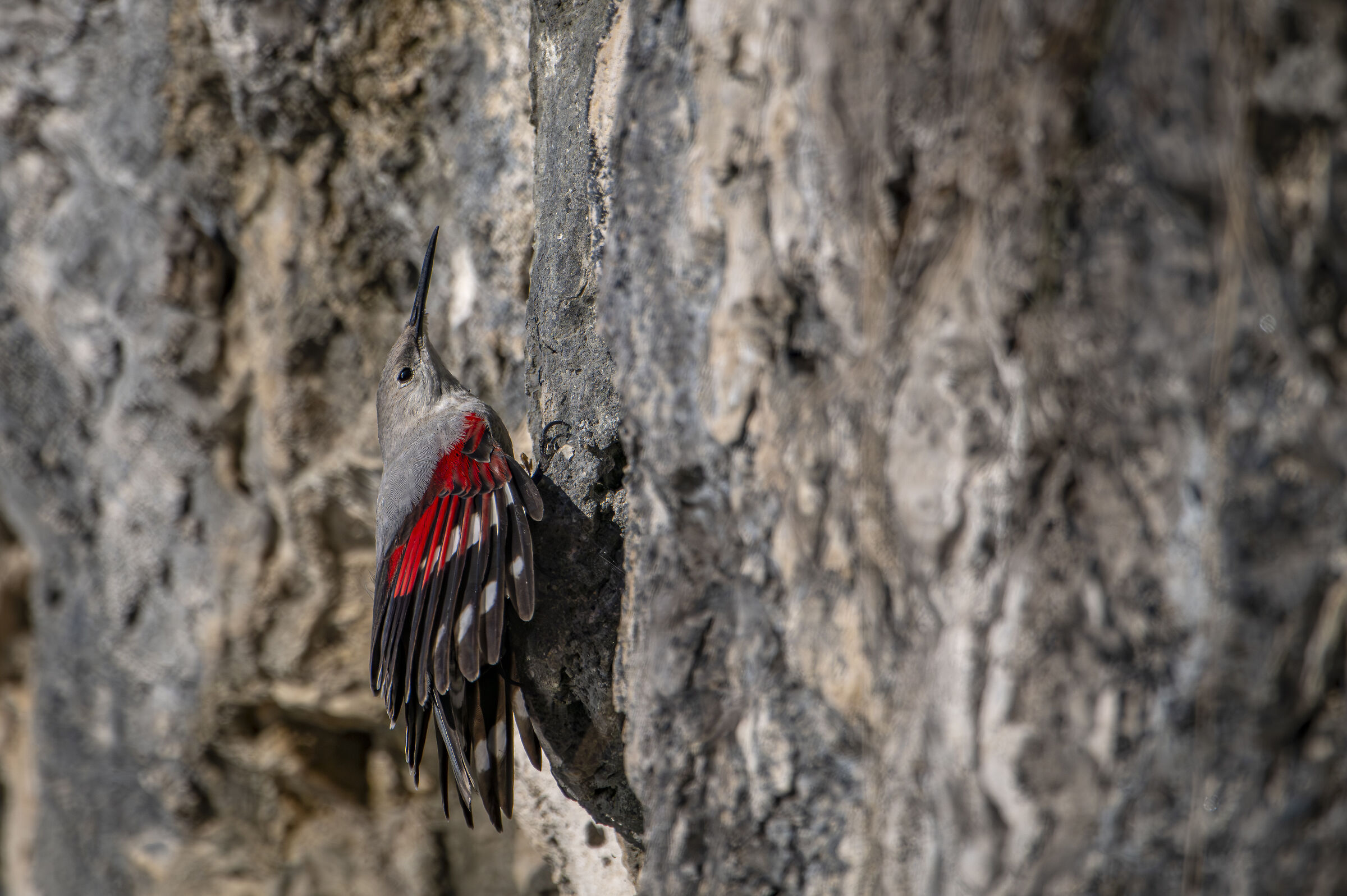Wallcreeper