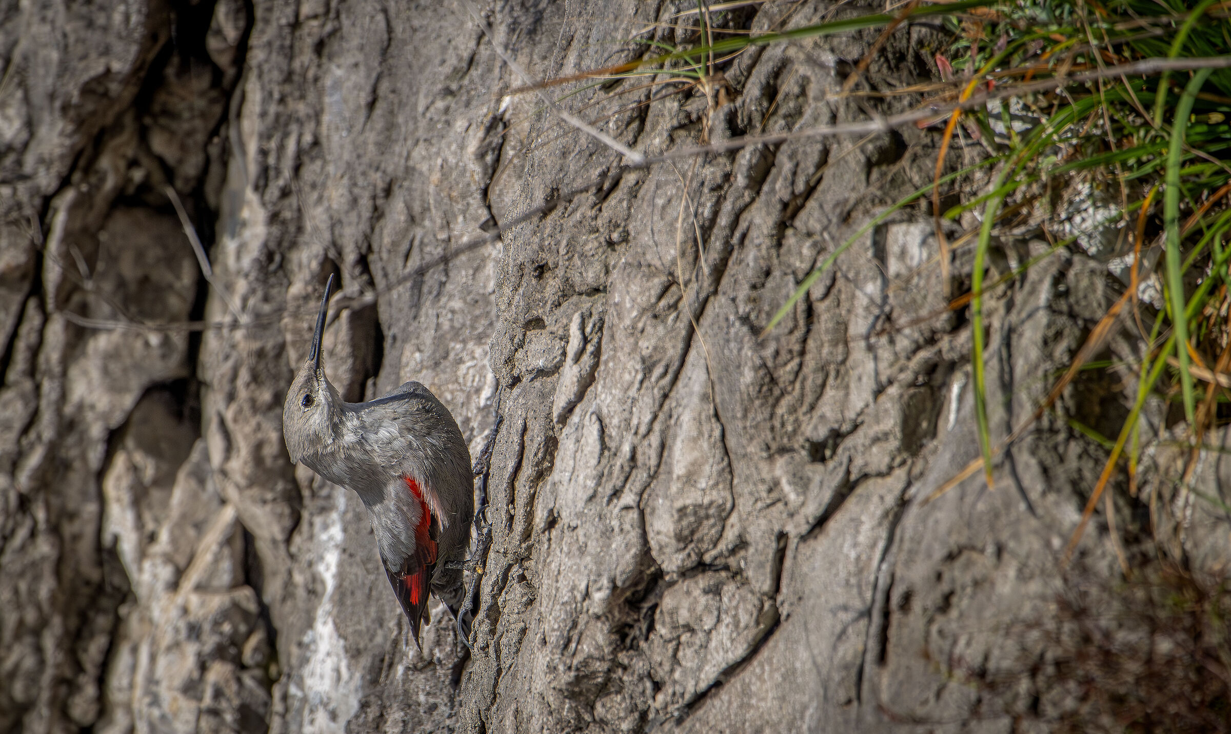Wallcreeper