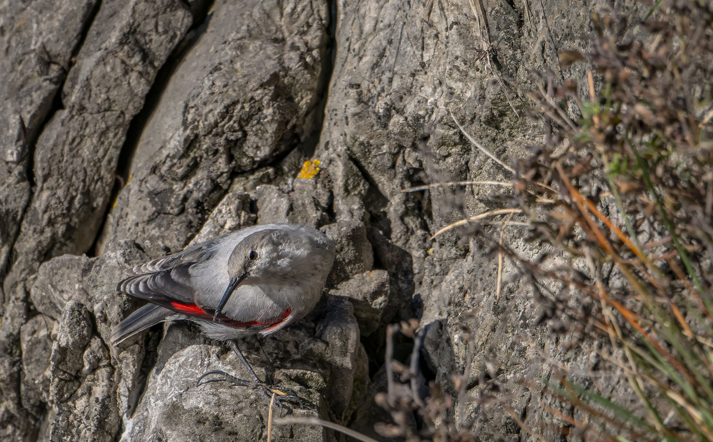 Wallcreeper