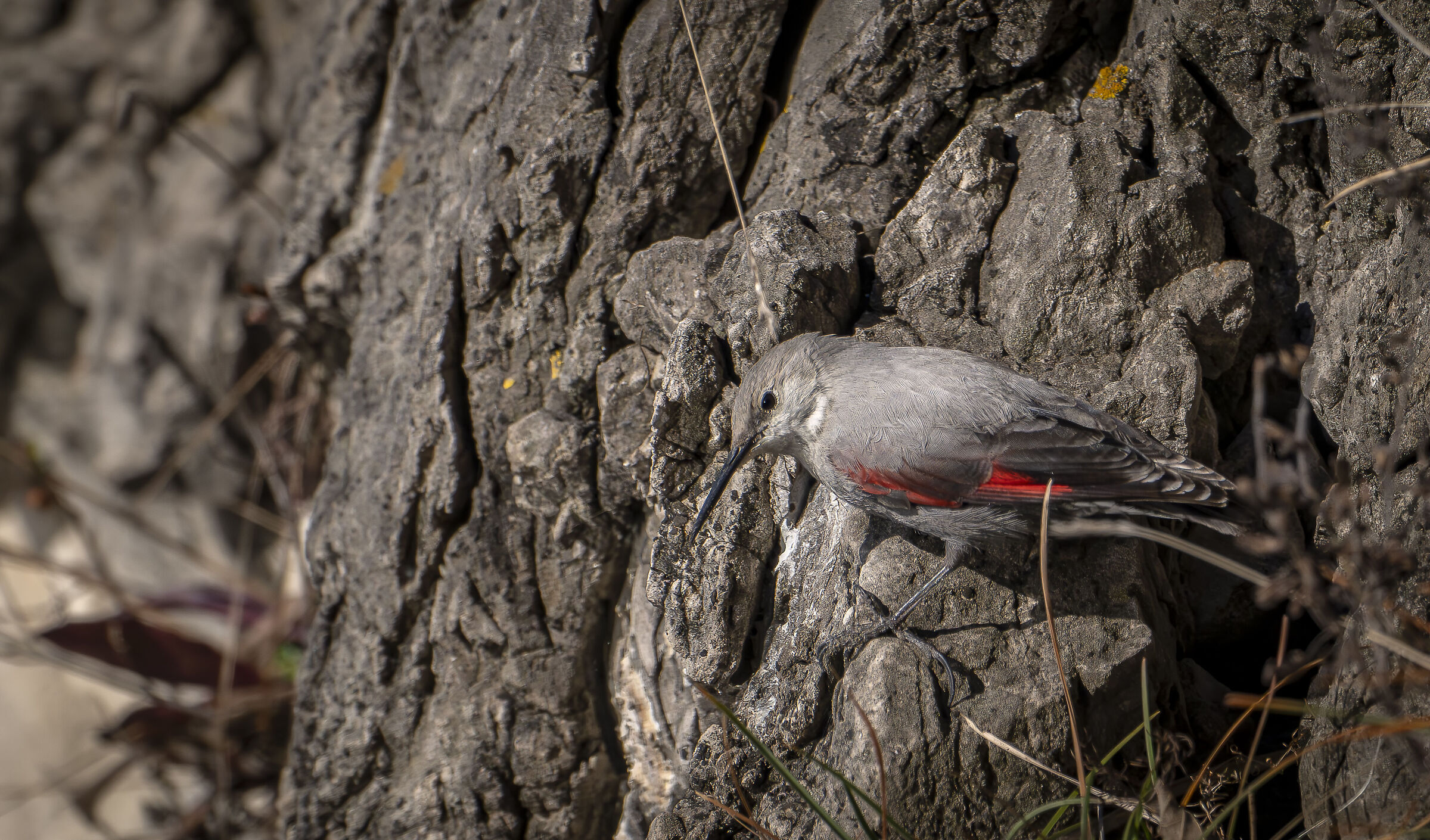 Wallcreeper