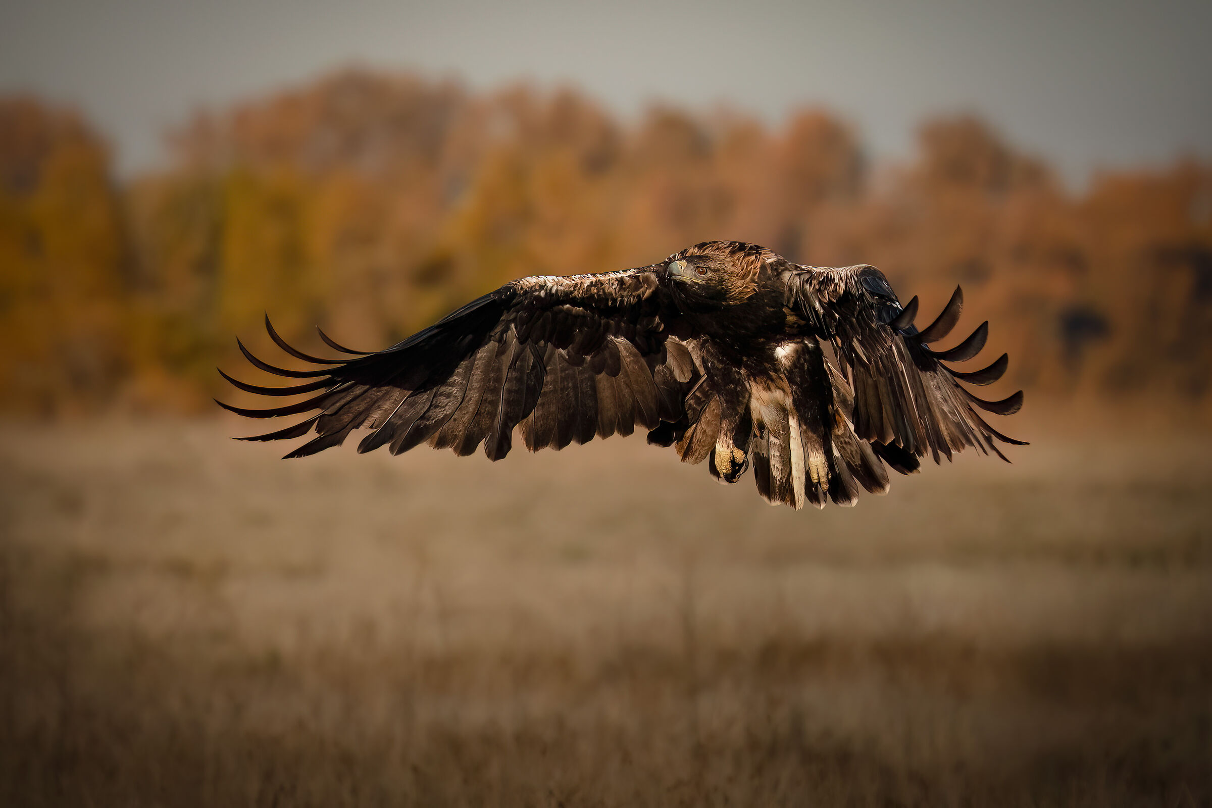 Iberian imperial eagle