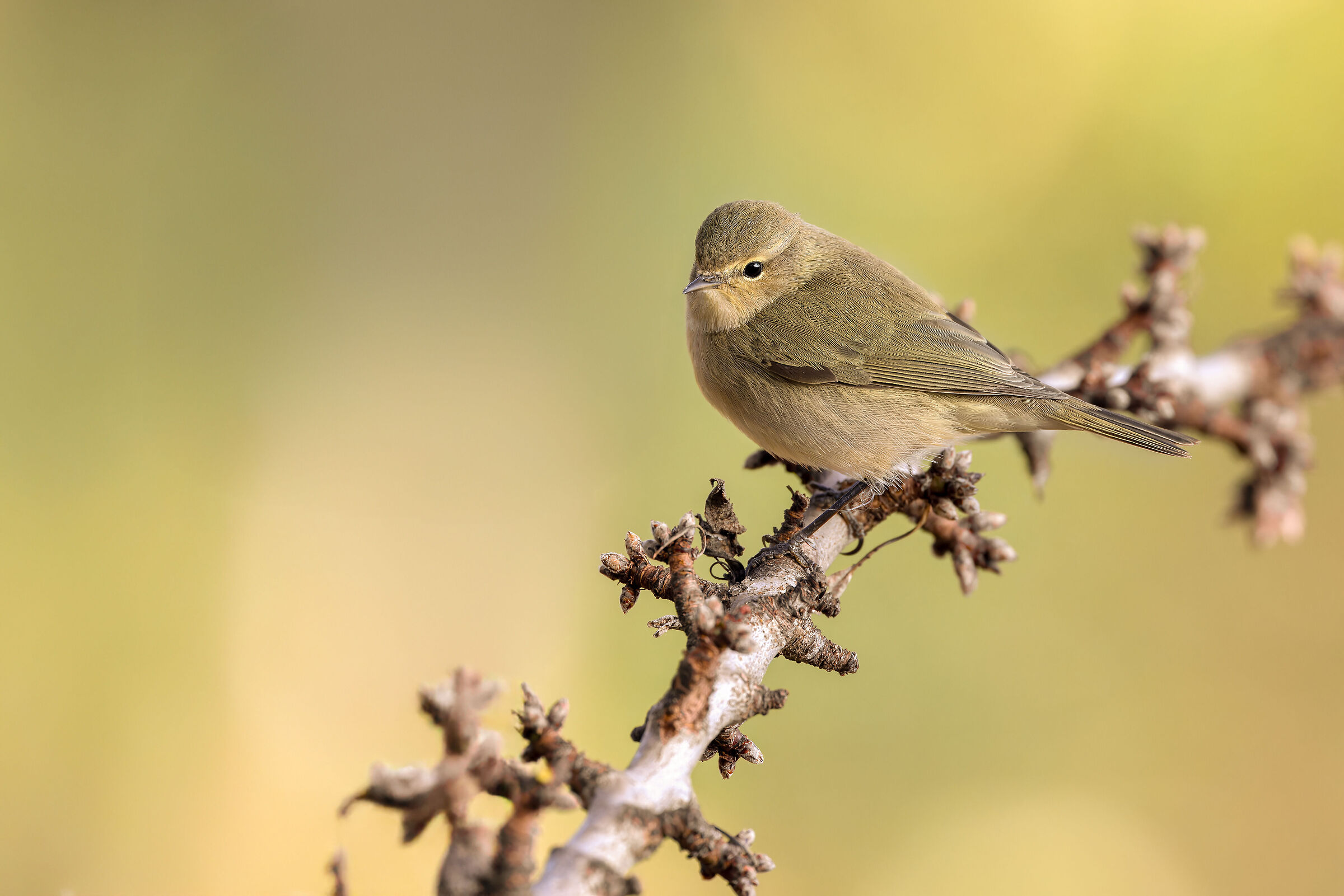 Chiffchaff