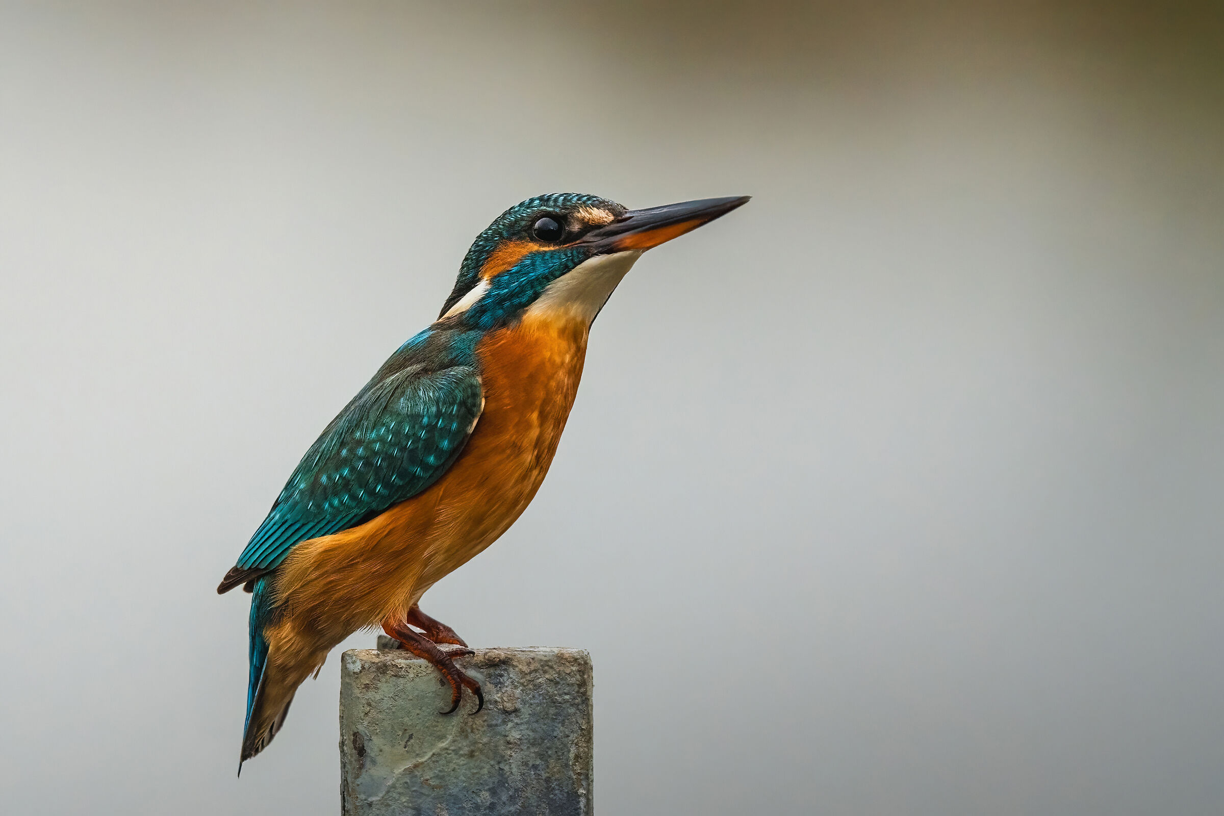 Kingfisher