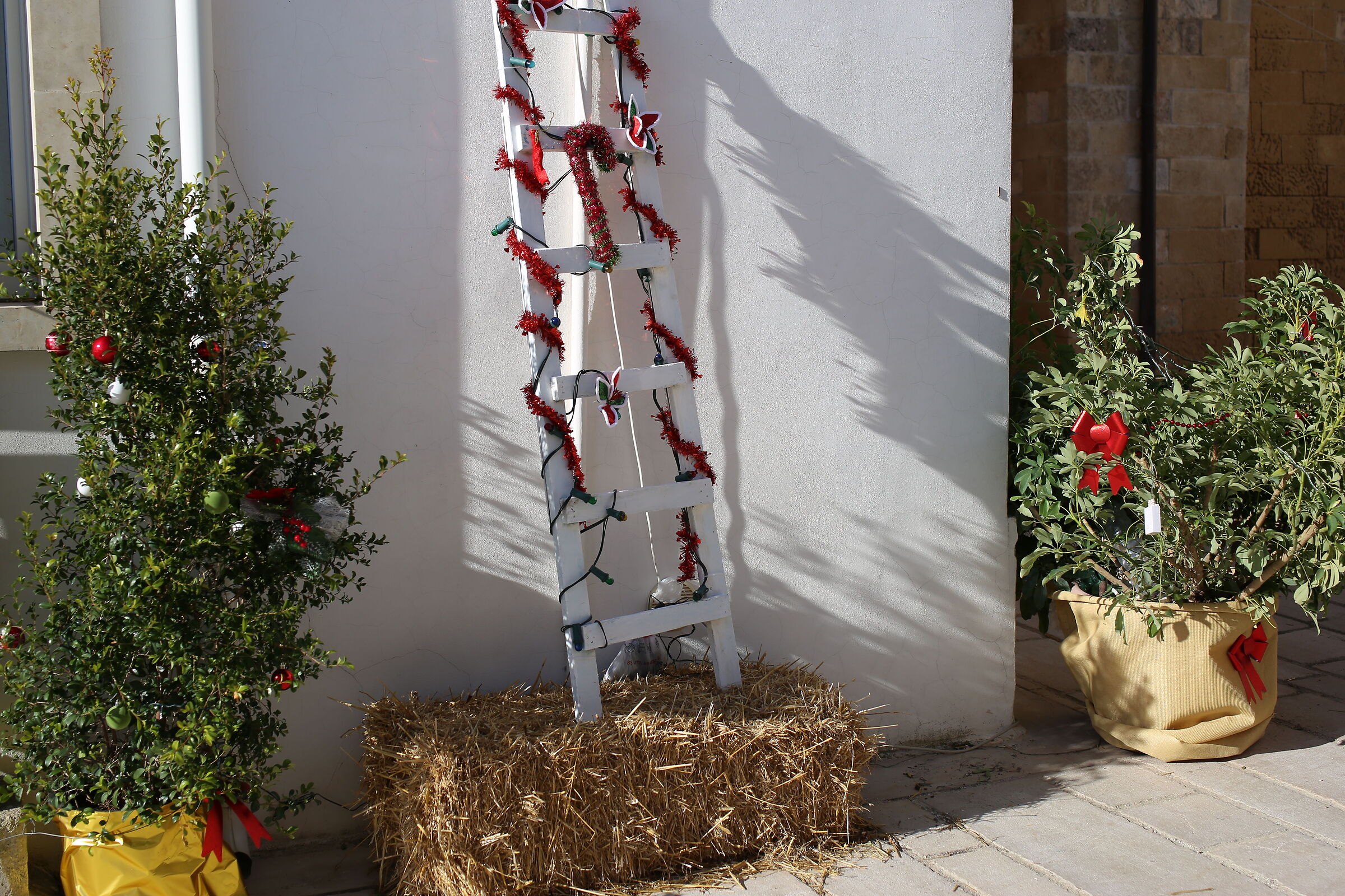 Milvus Zeiss 50, 1.4- Canon 6 D