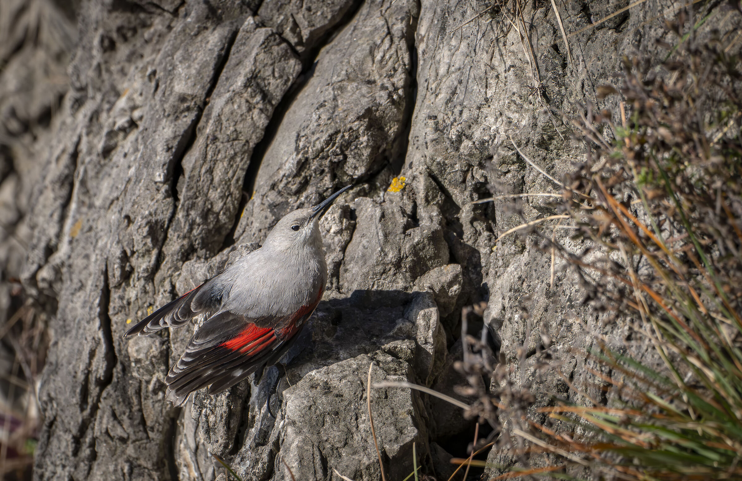 Wallcreeper
