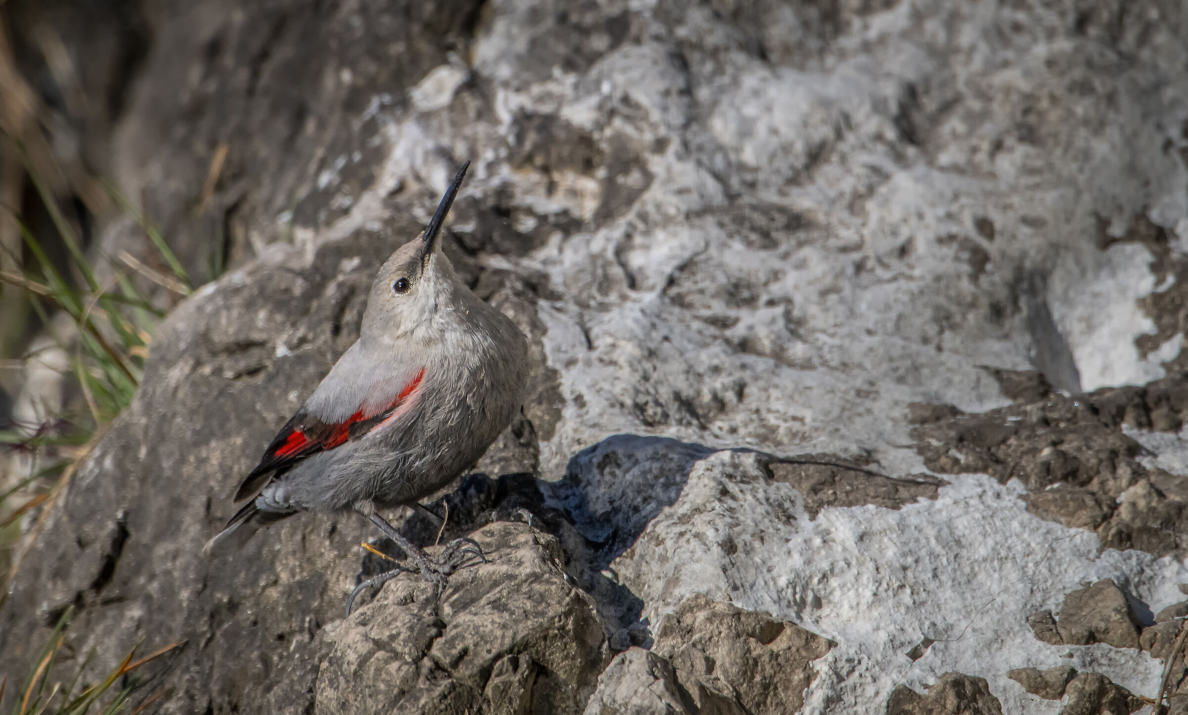 Wallcreeper