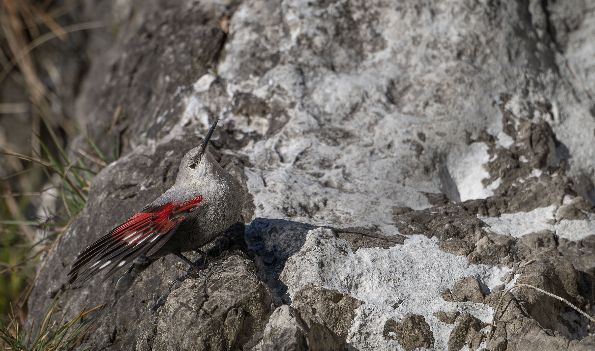 Wallcreeper