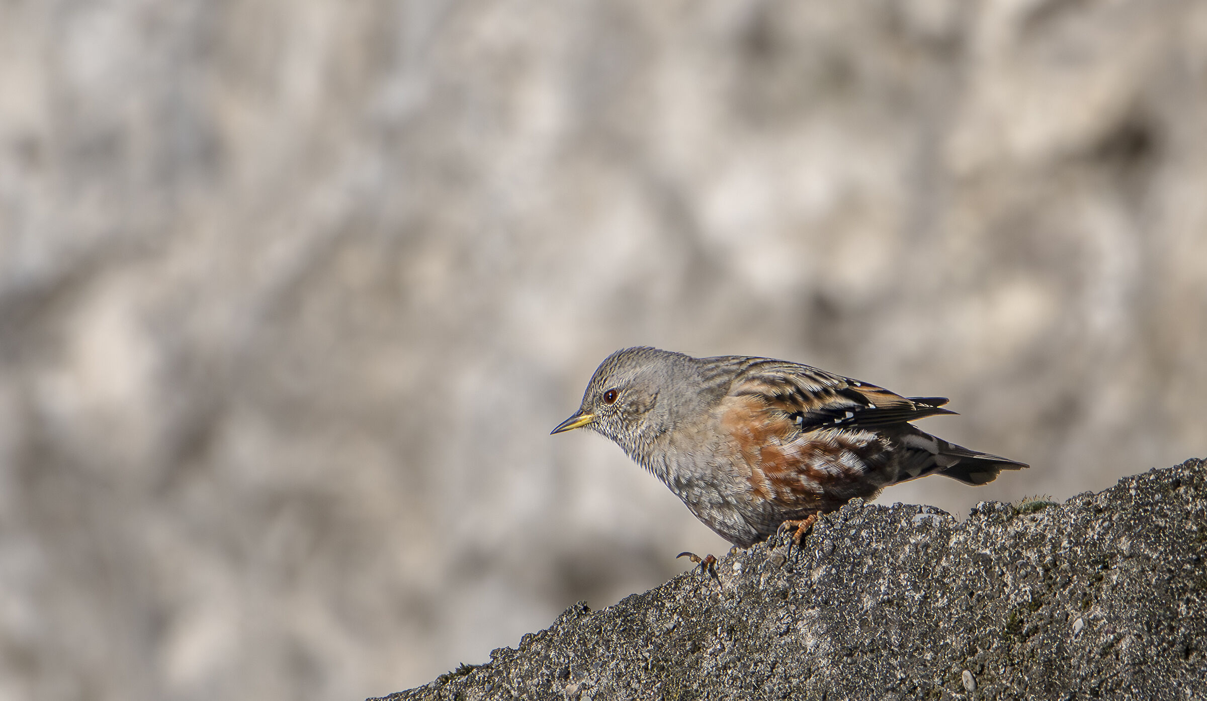 Alpine accentor