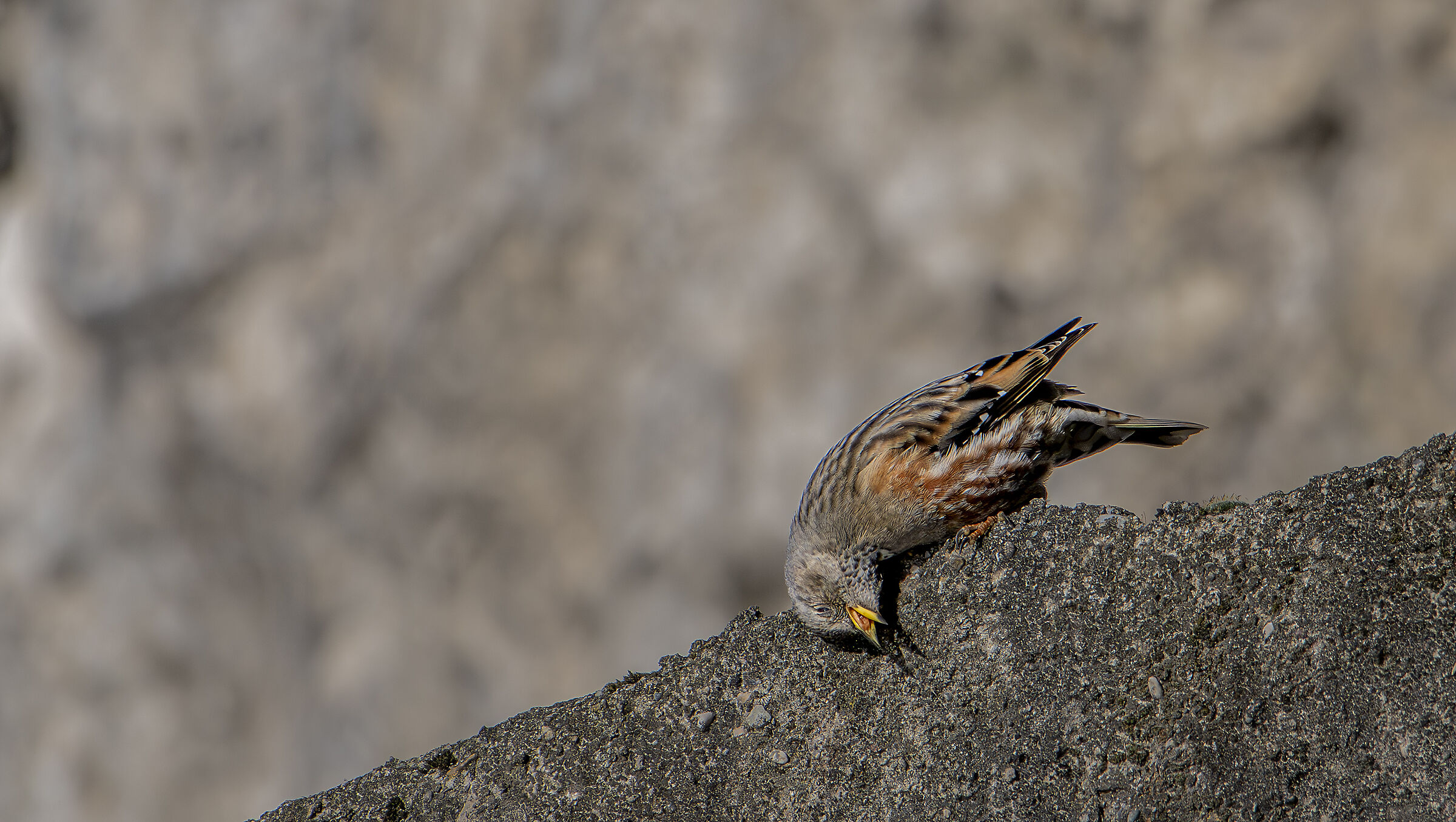 Alpine accentor
