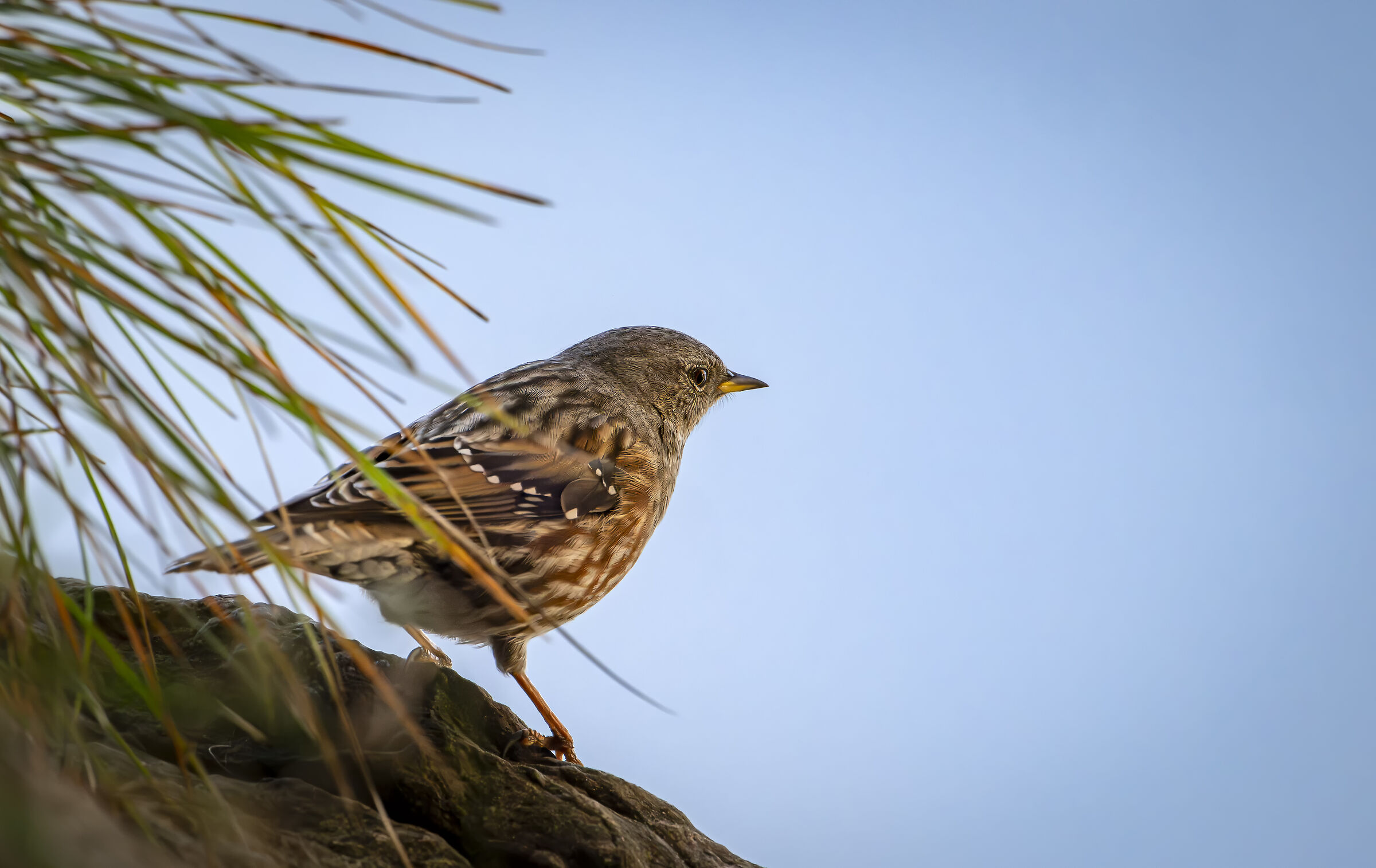 Alpine accentor