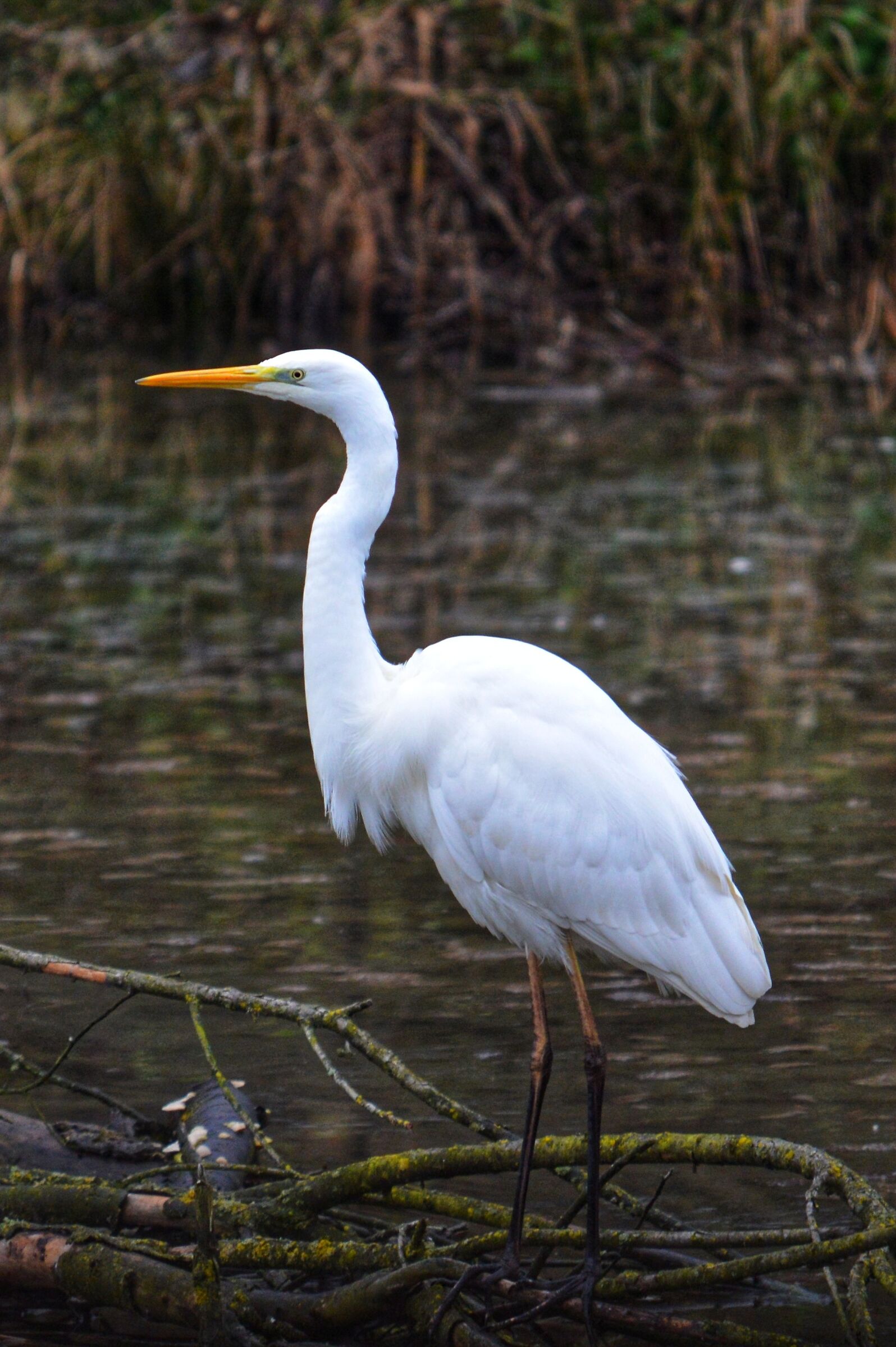 Airone bianco maggiore