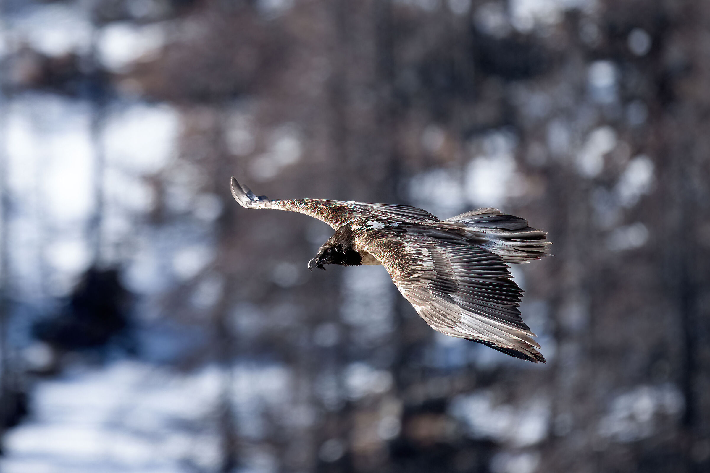Gypaetus barbatus - Gran Paradiso National Park