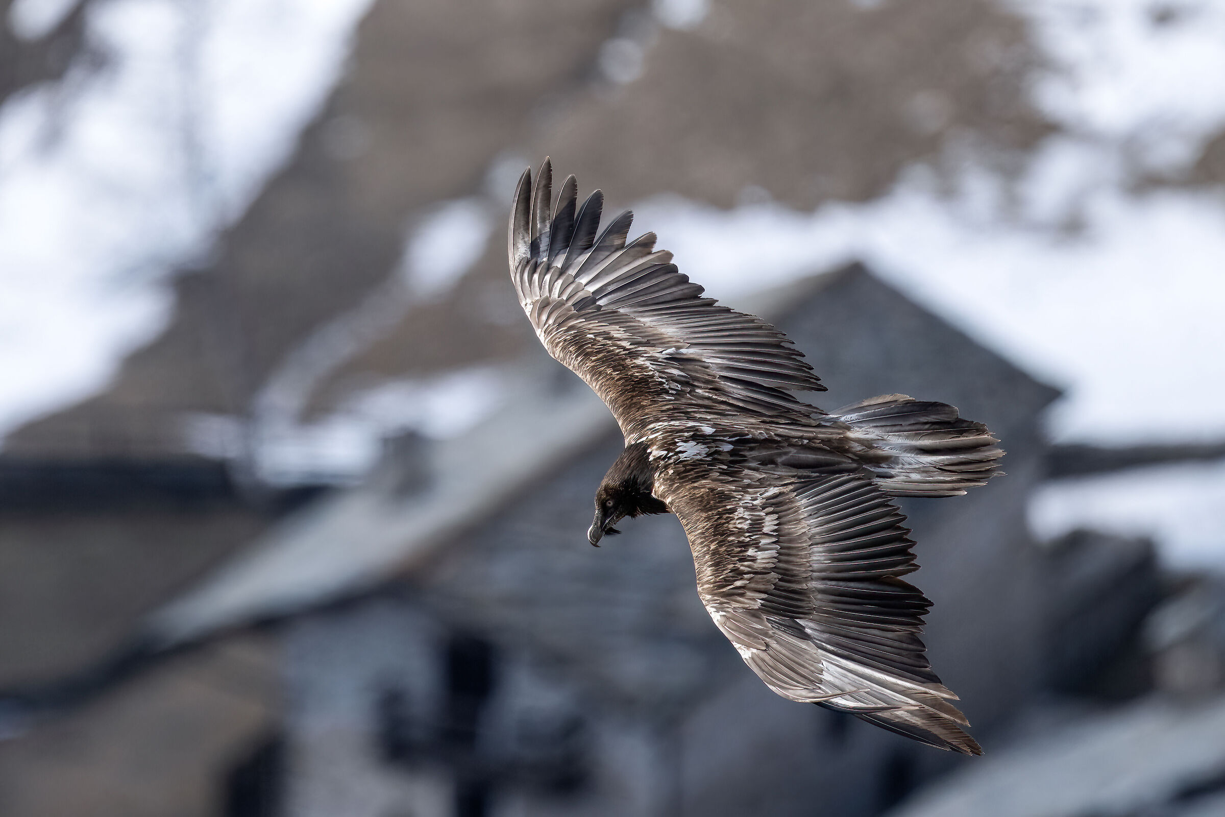 Gypaetus barbatus - Gran Paradiso National Park