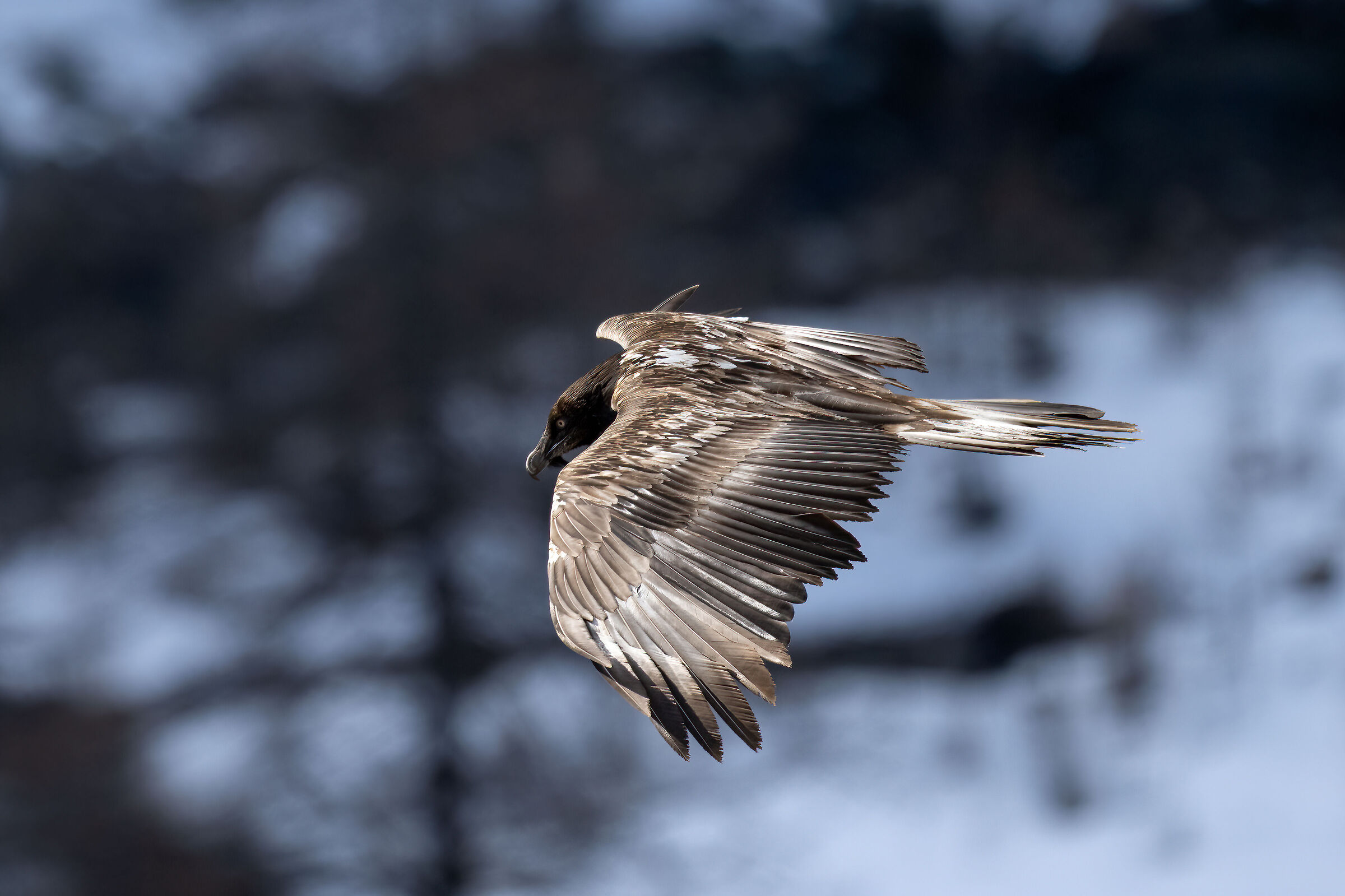 Gypaetus barbatus - Gran Paradiso National Park
