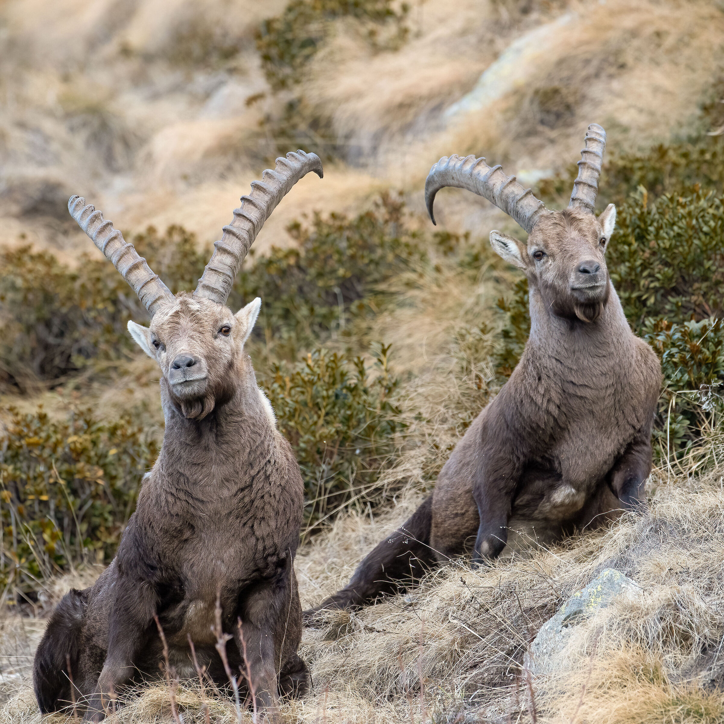 Ibex - Gran Paradiso National Park