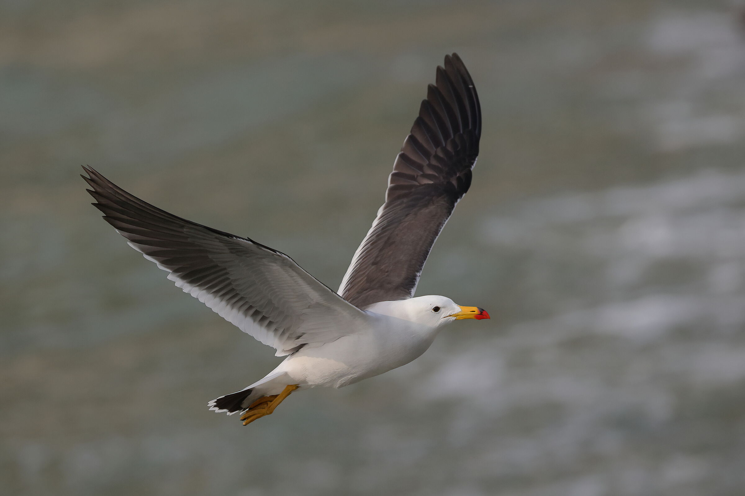 Belcher's Gull
