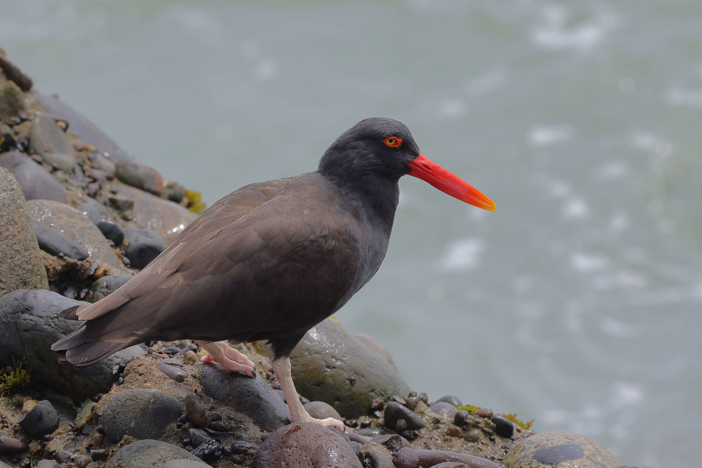 Oystercatcher