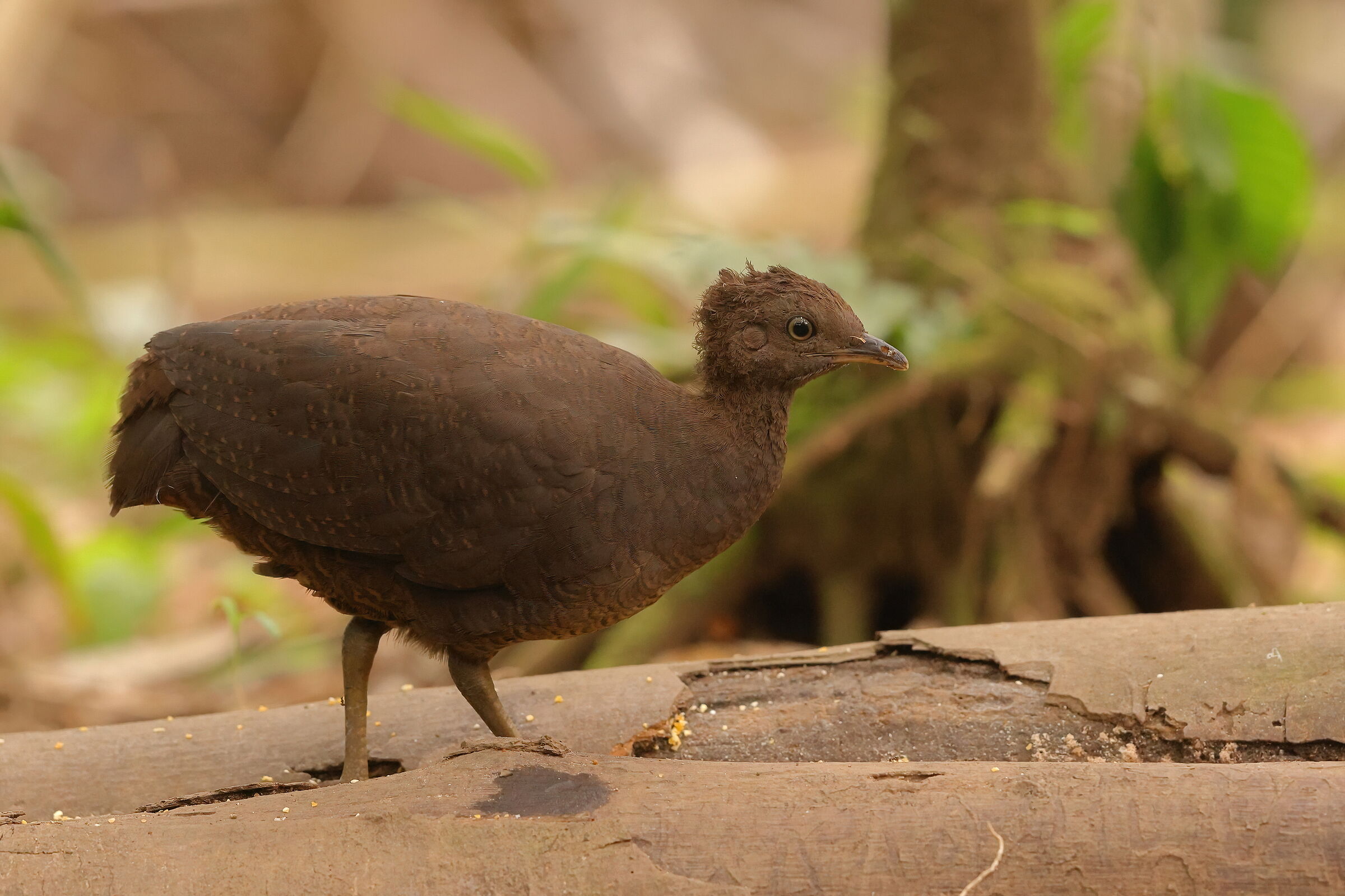 Ashen tinamou
