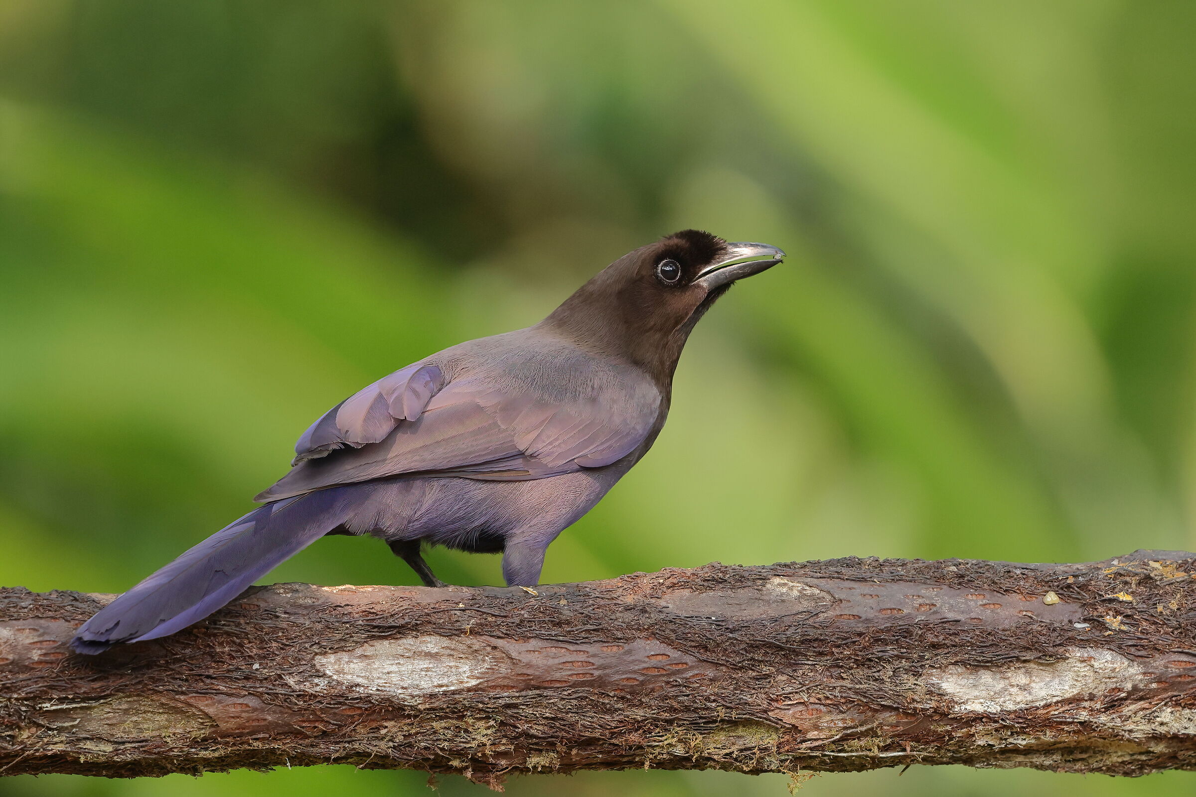 Purplish magpie