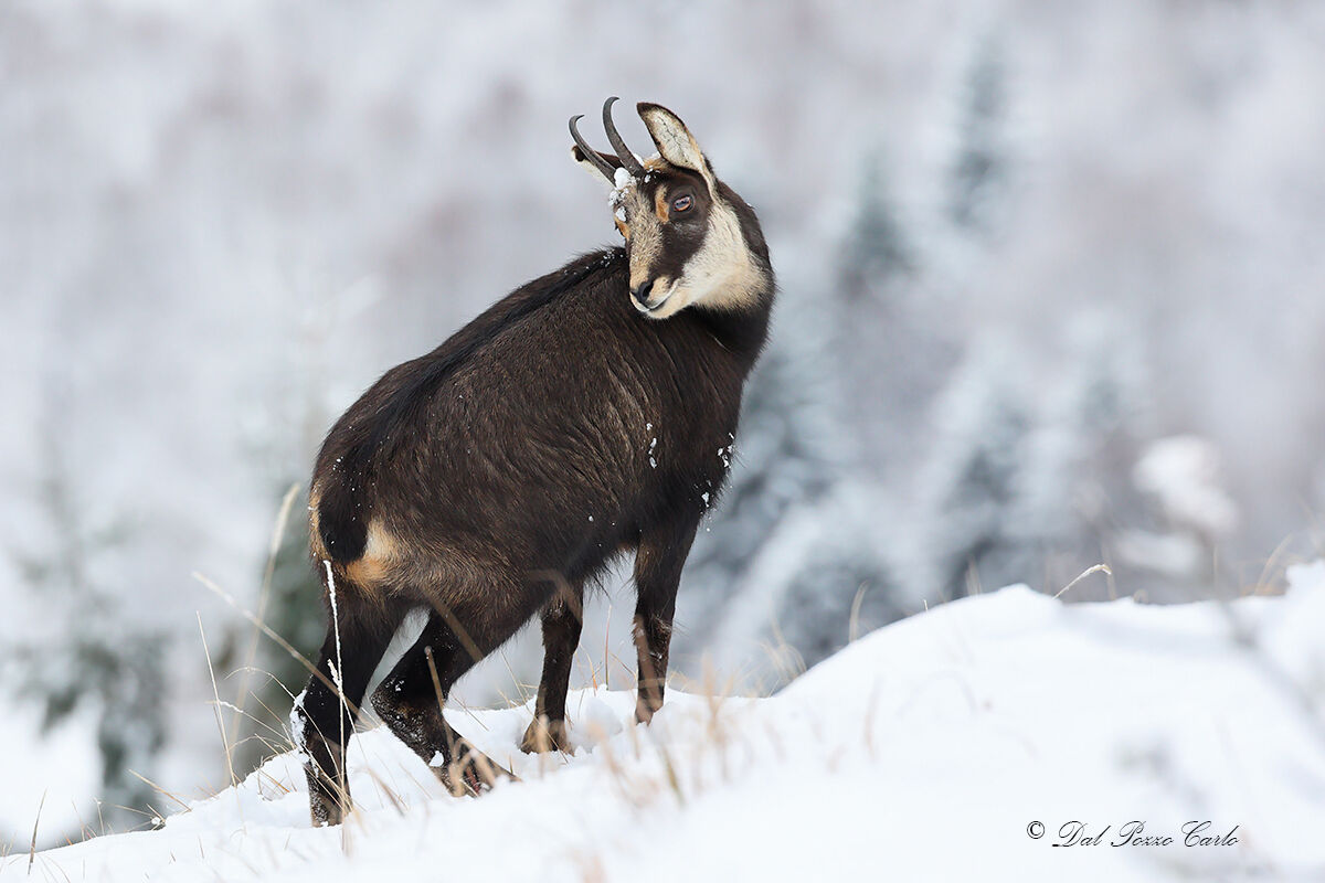 Chamois
