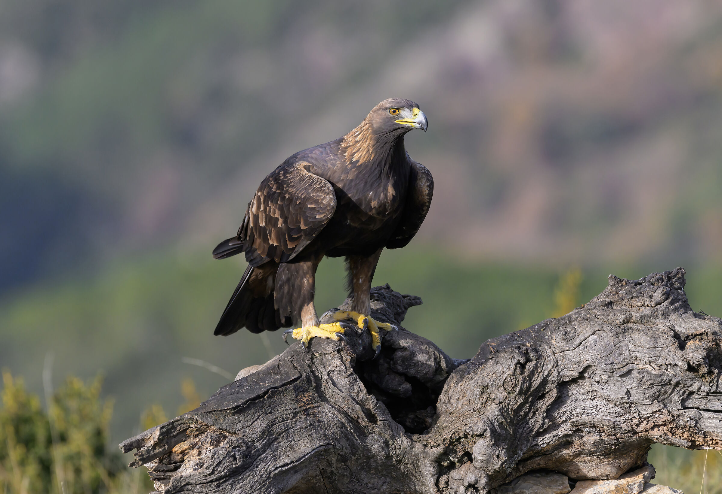 golden eagle