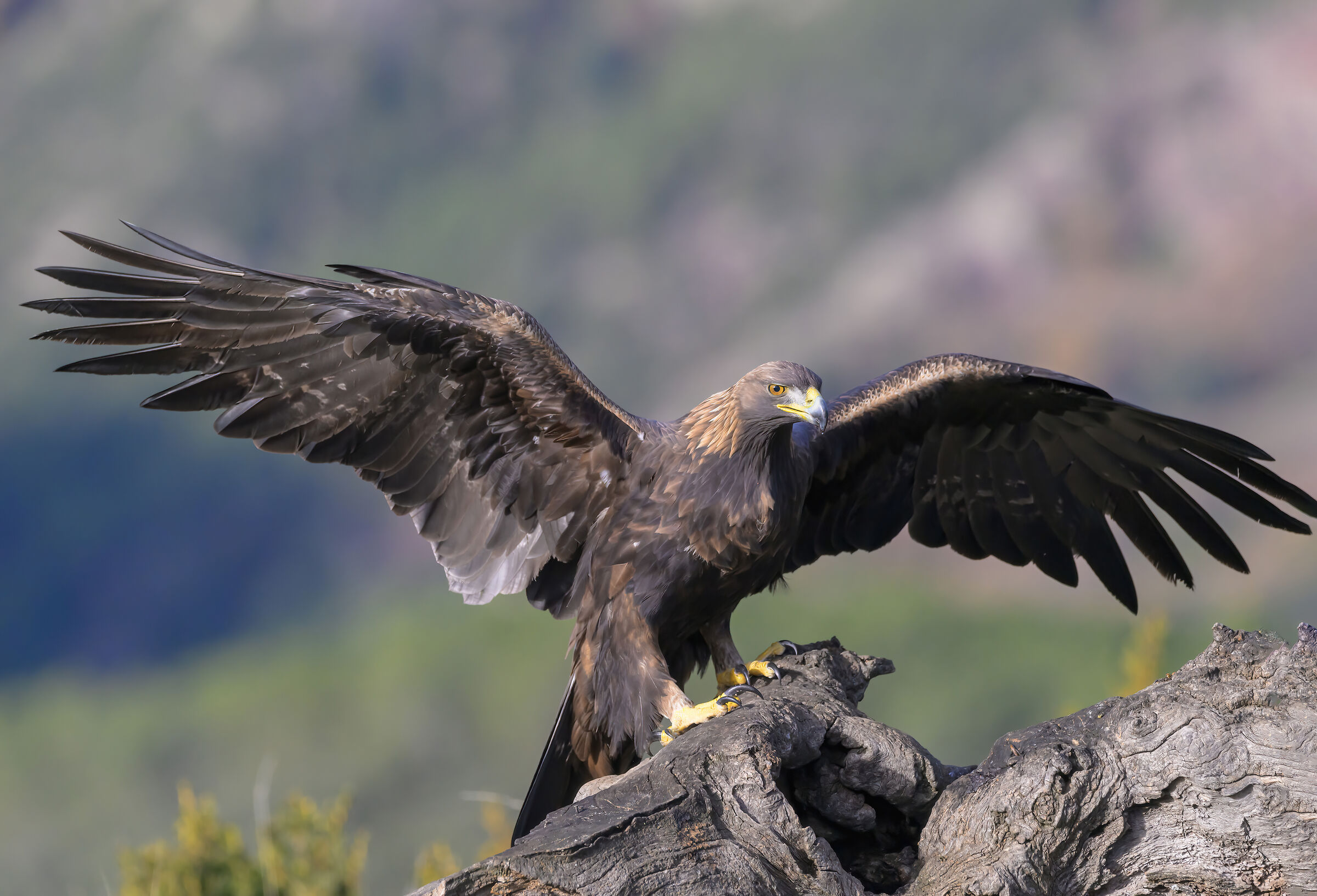 golden eagle