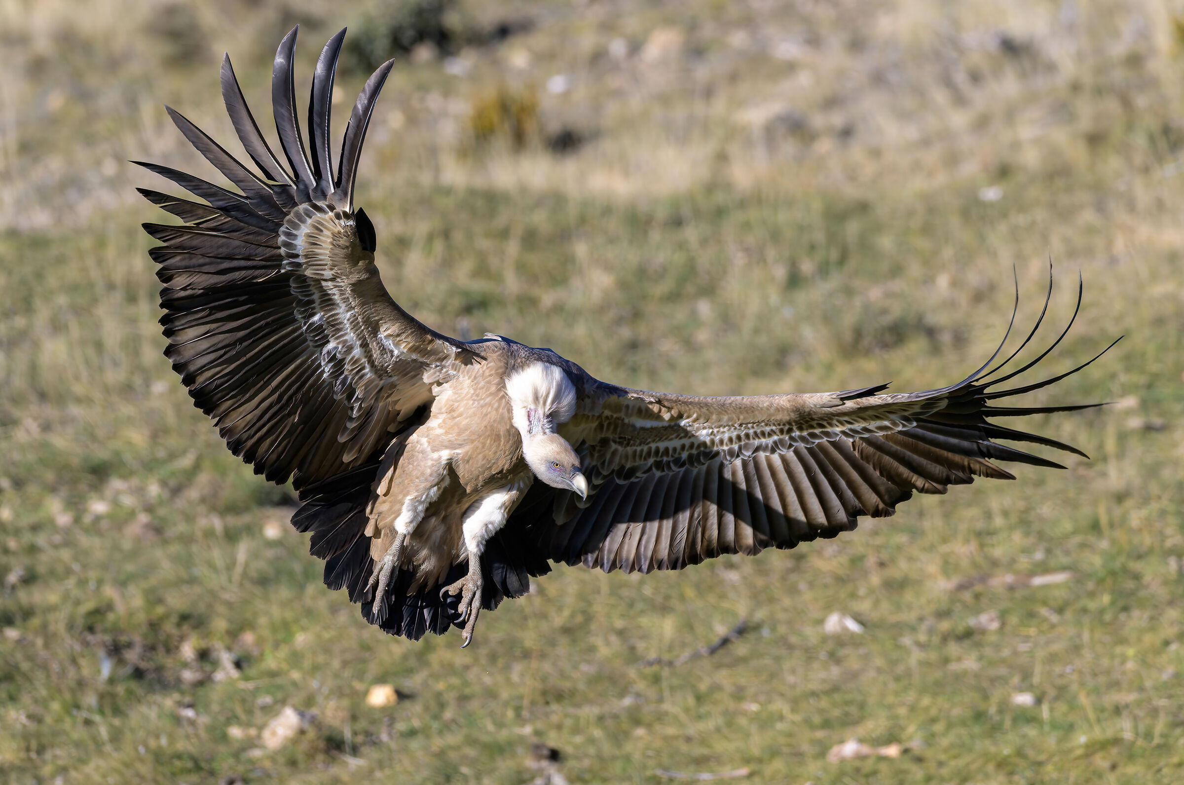Griffin