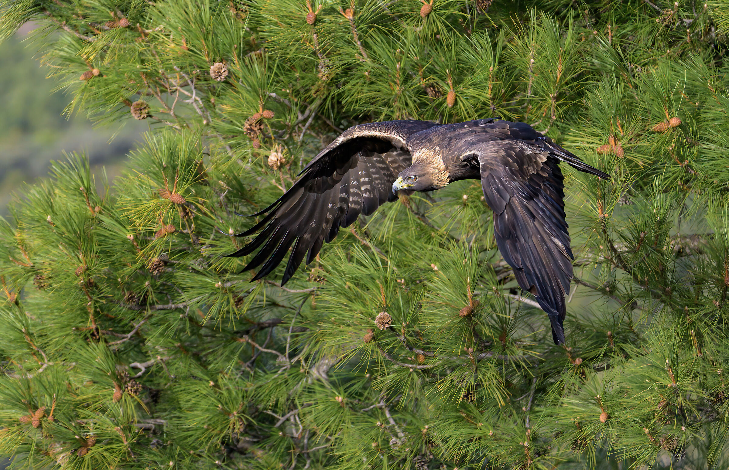golden eagle