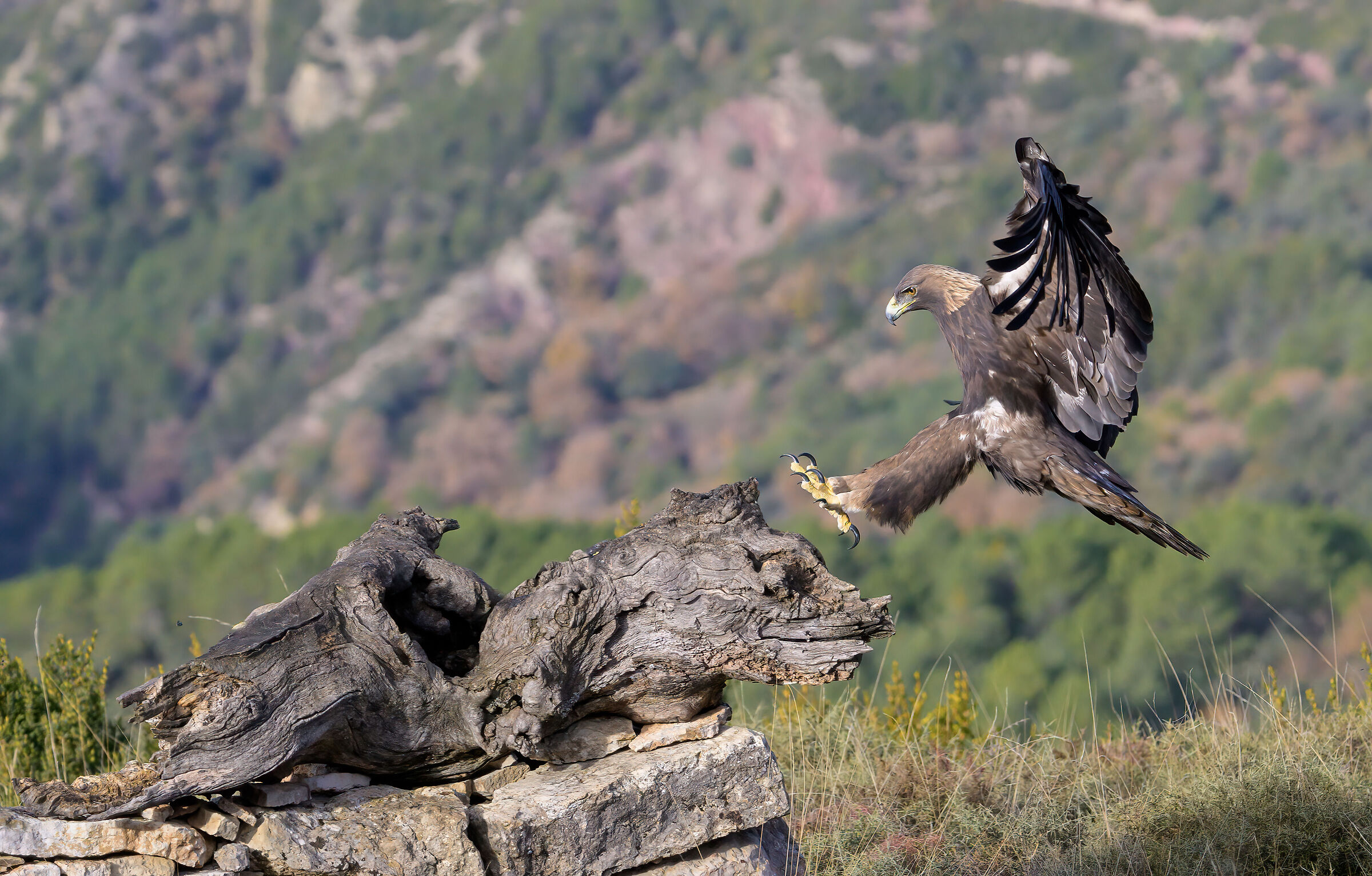 golden eagle