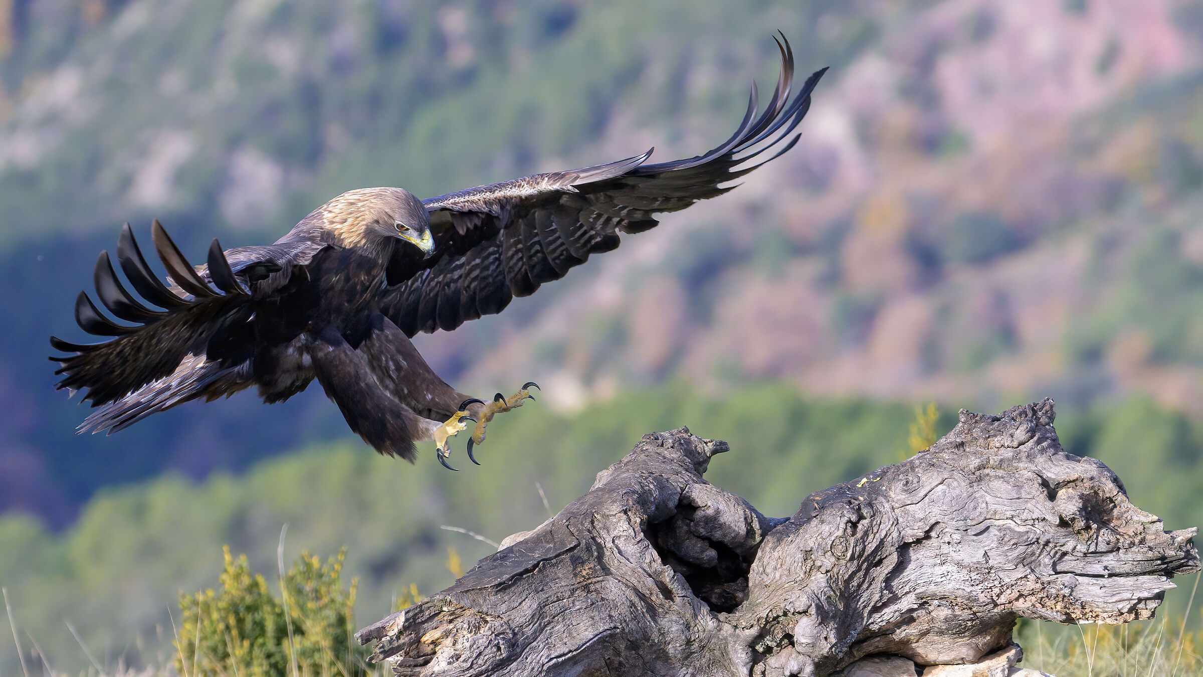 golden eagle
