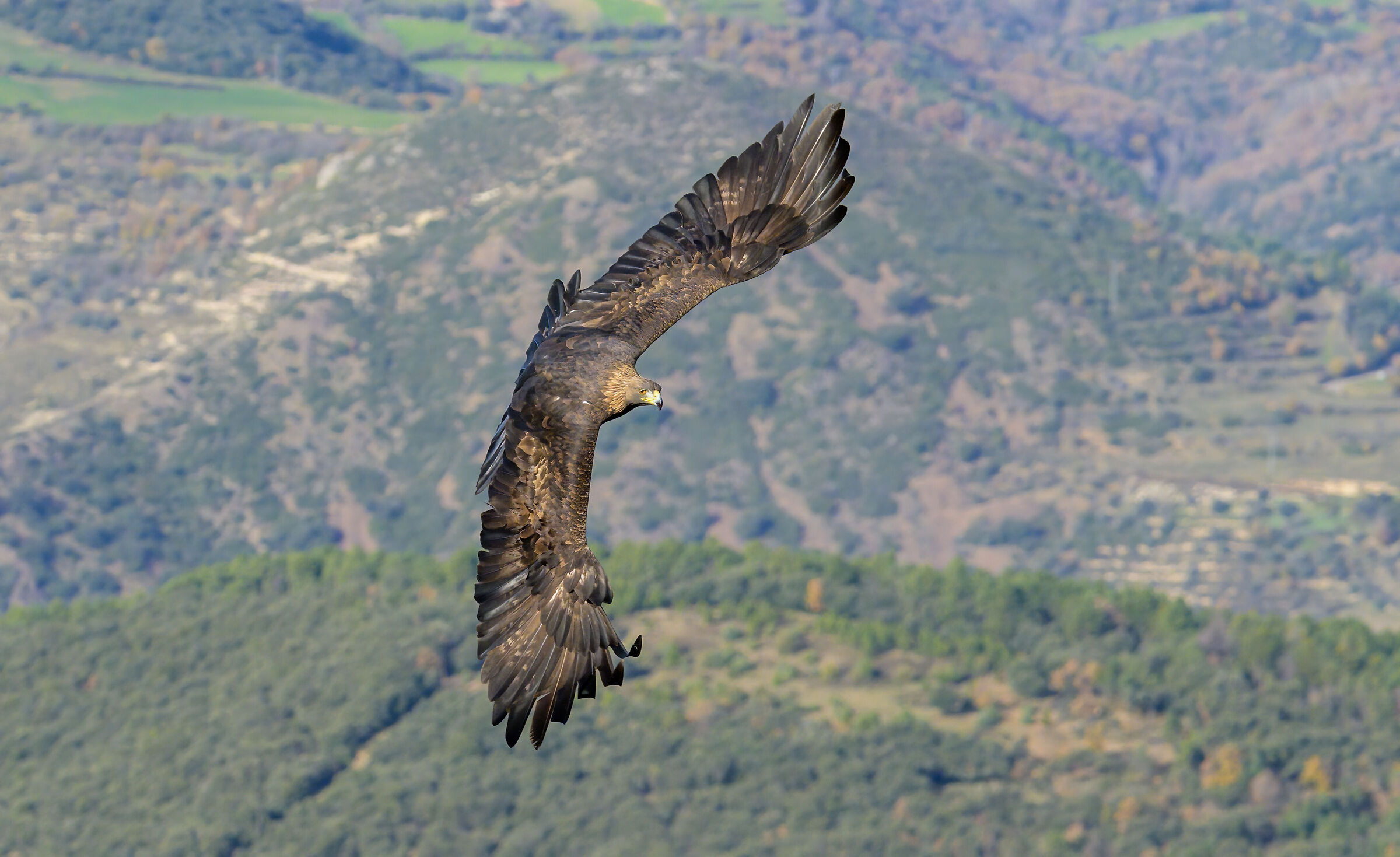 golden eagle