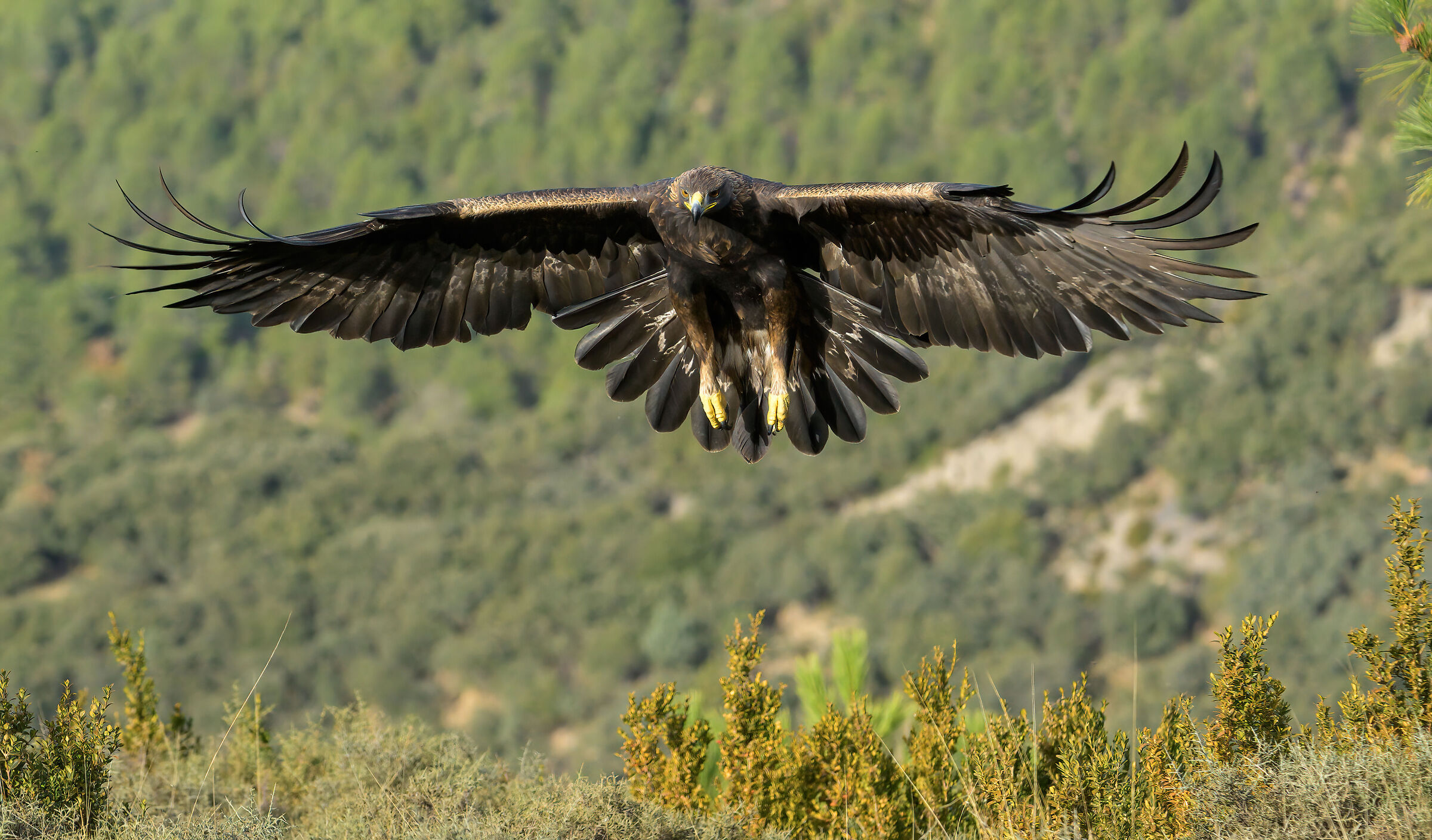 golden eagle