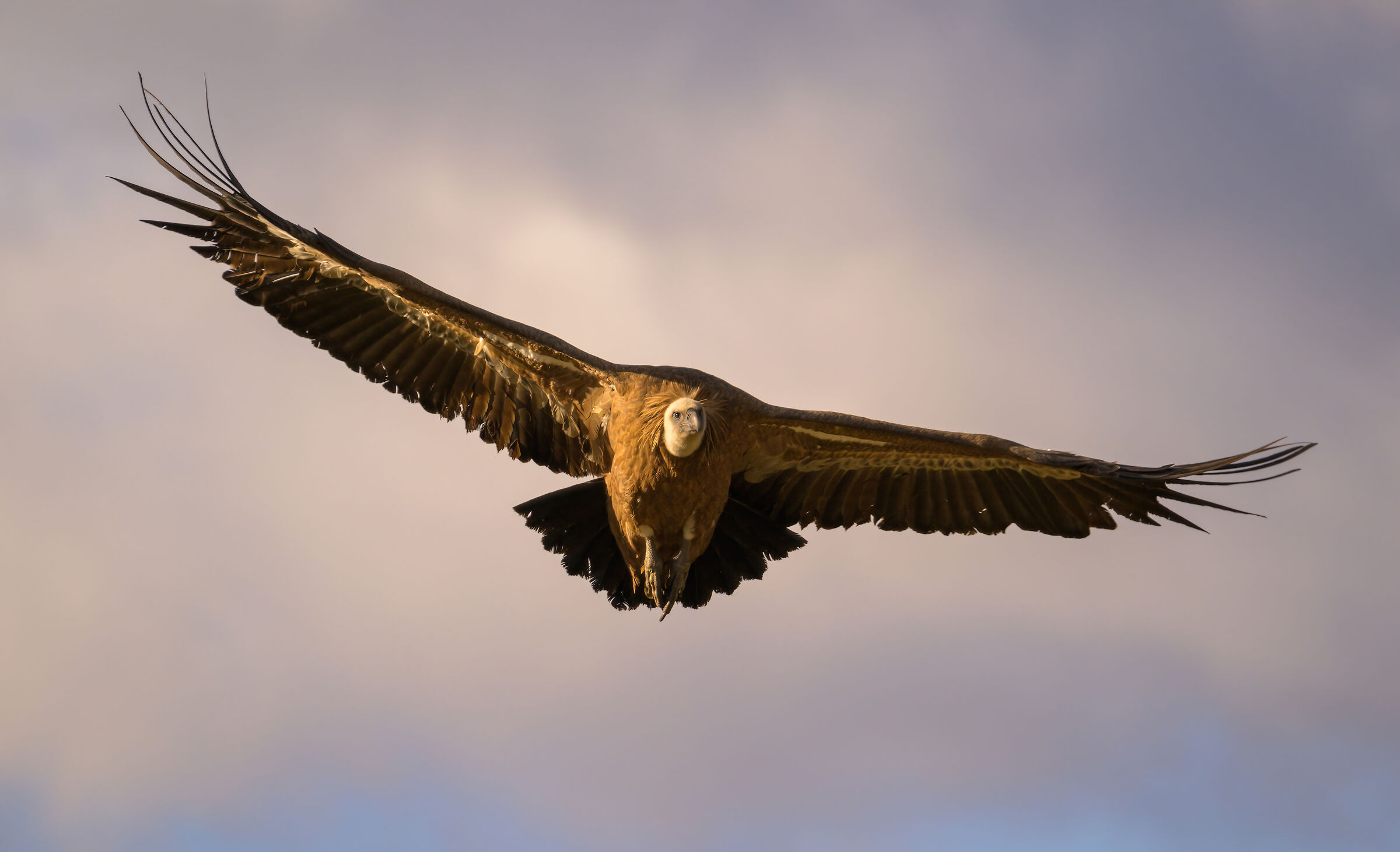 Griffin