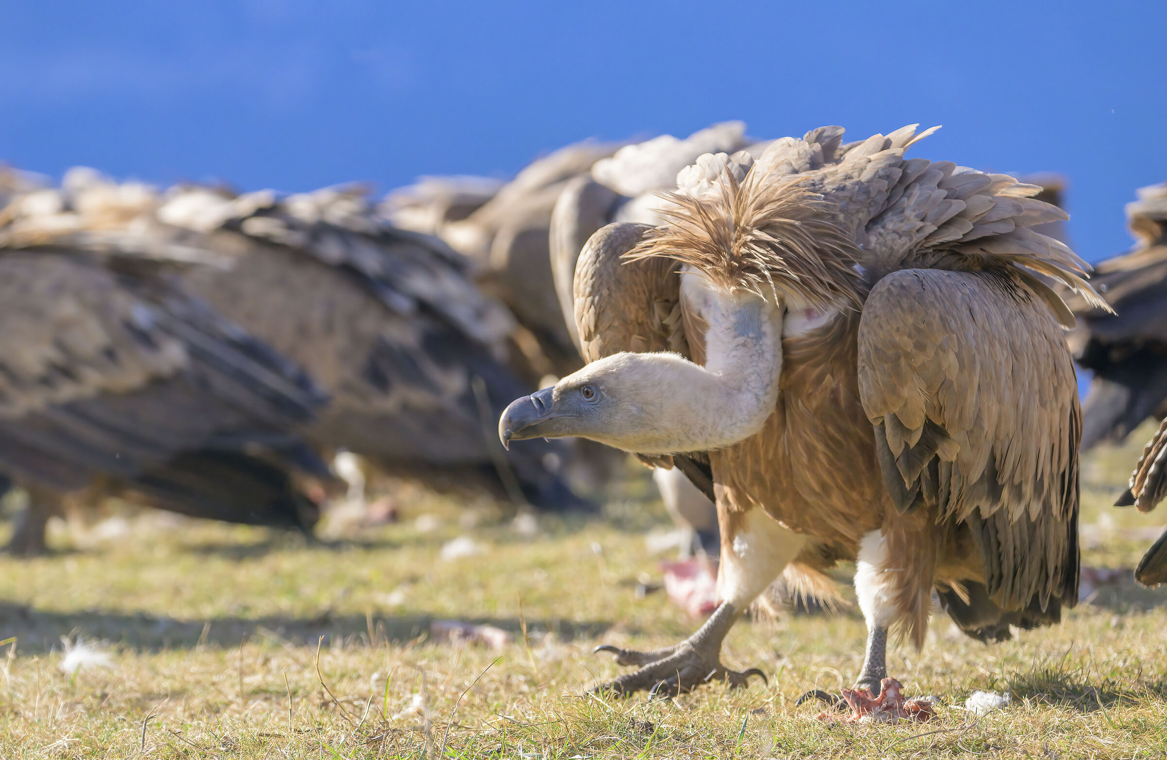 Griffin