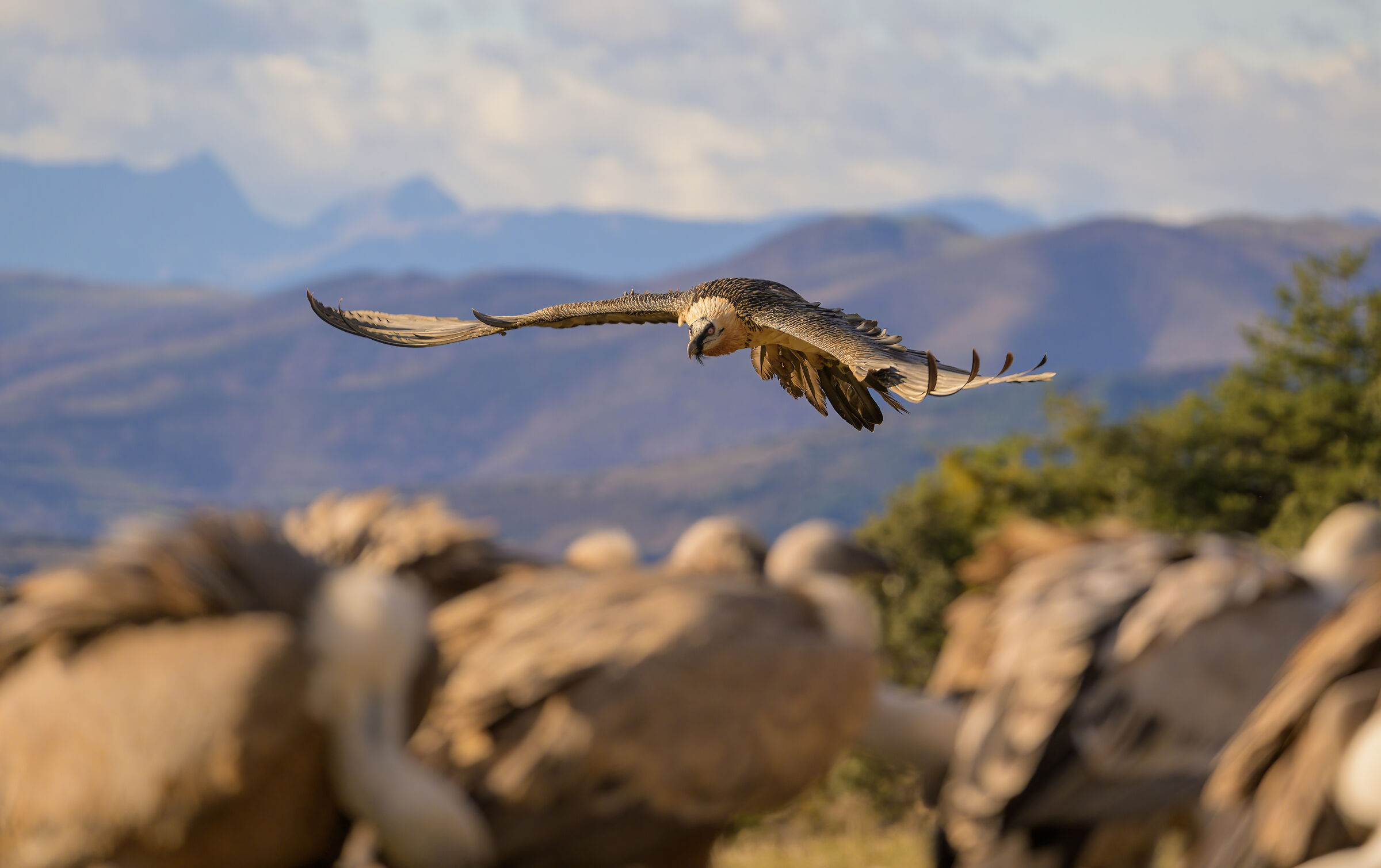 Griffin