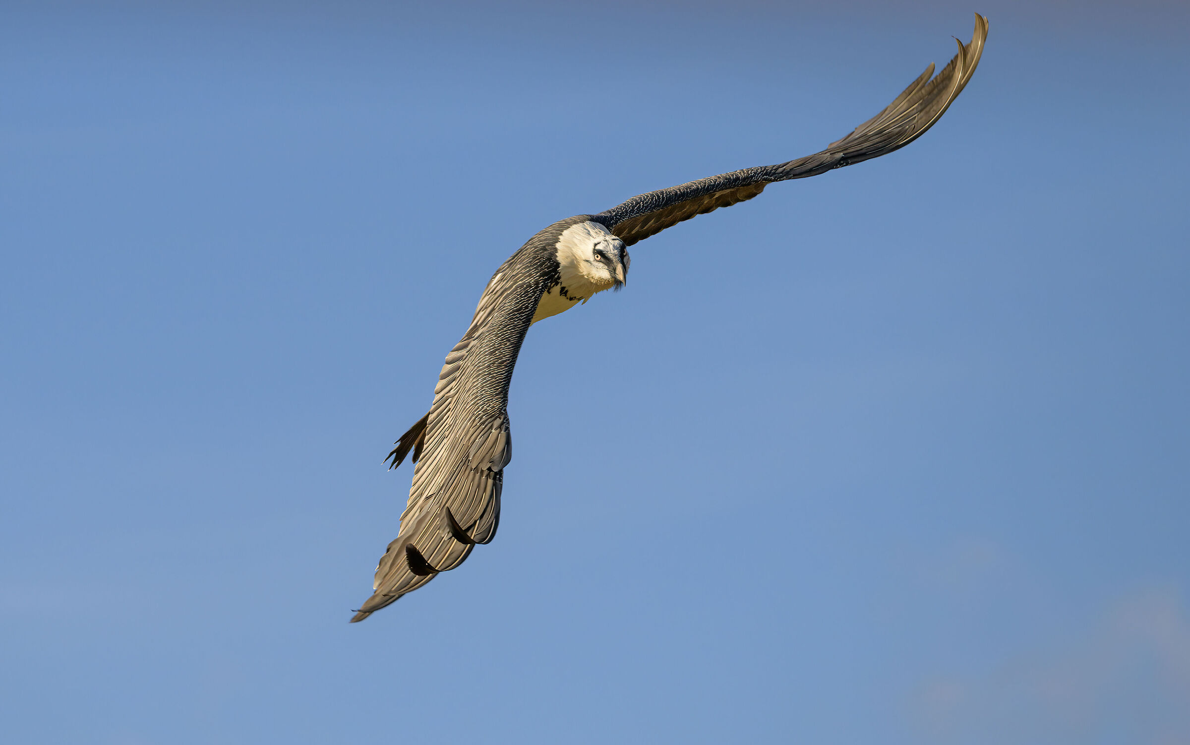 Bearded vulture
