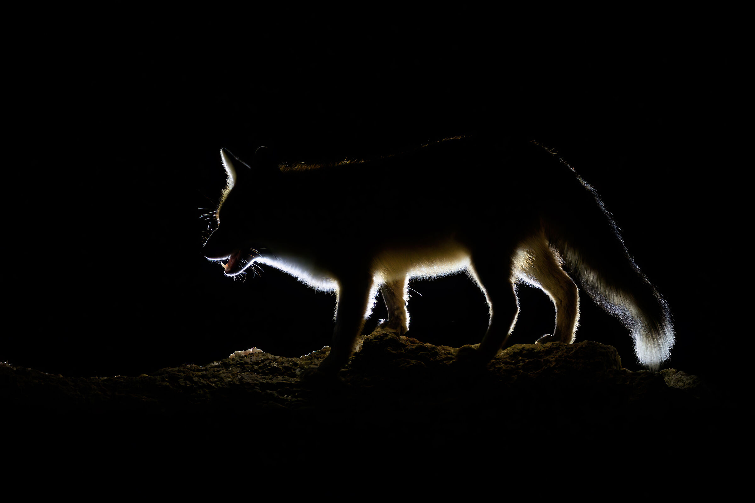 fox