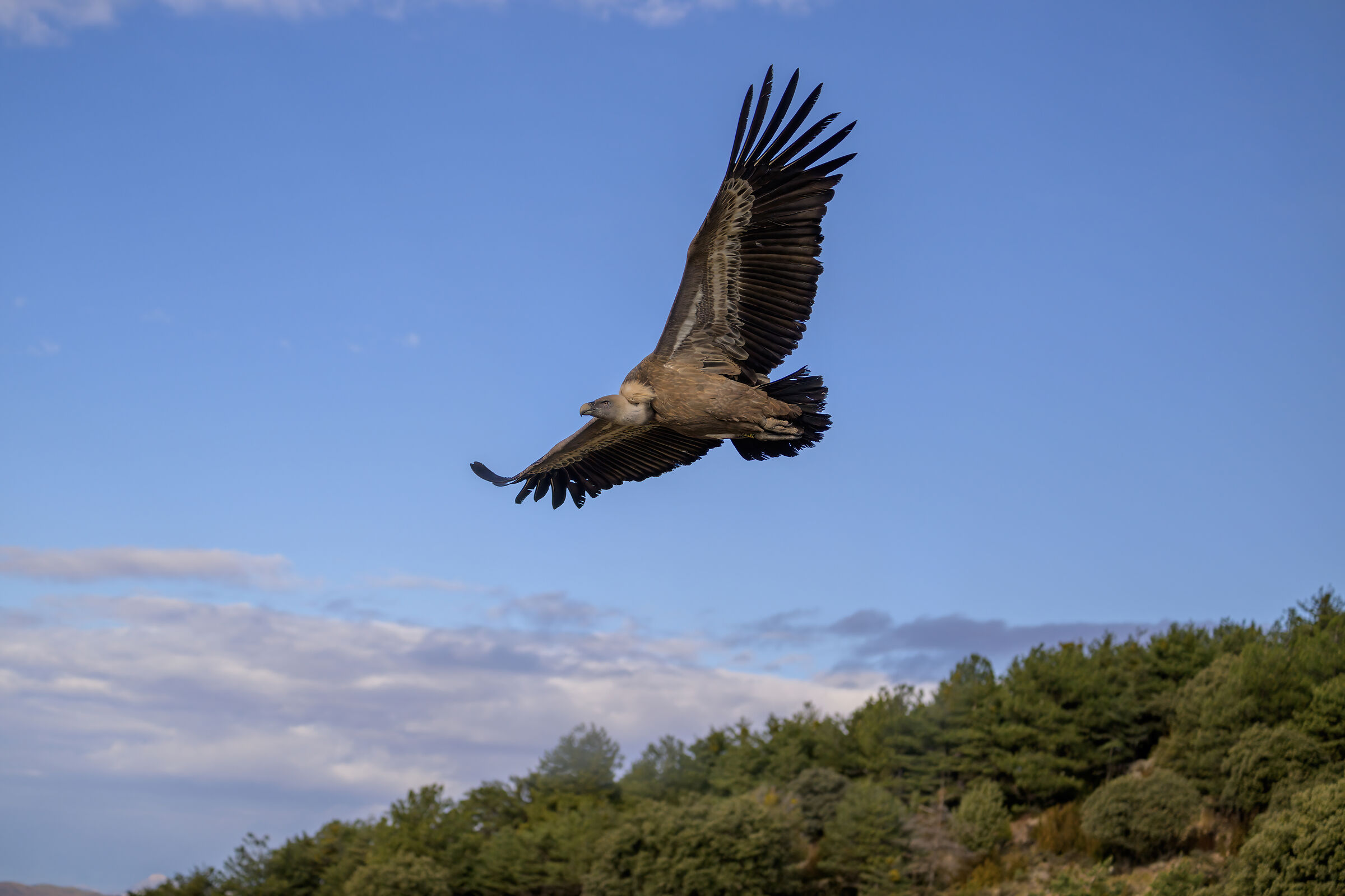 Griffin