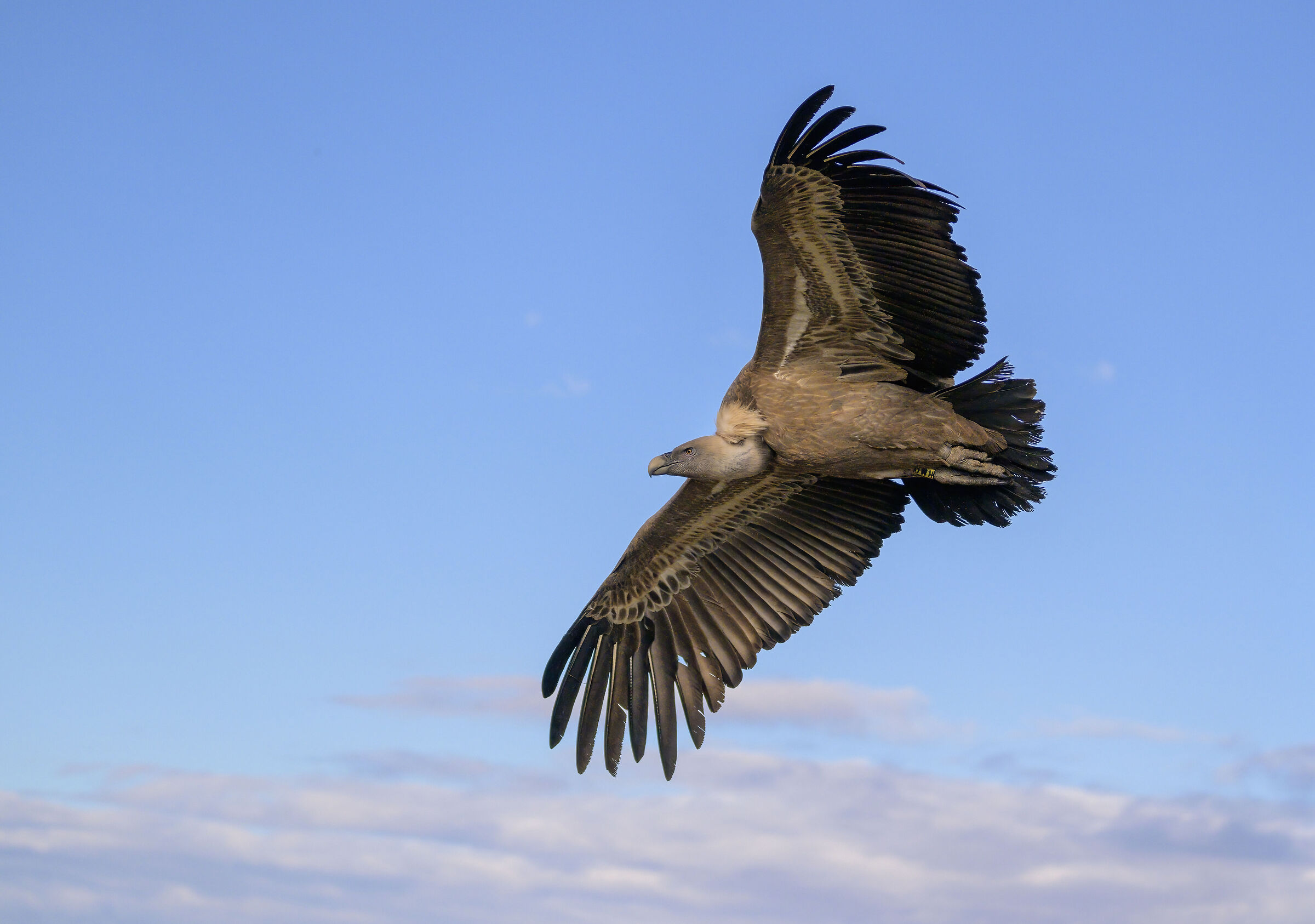 Griffin