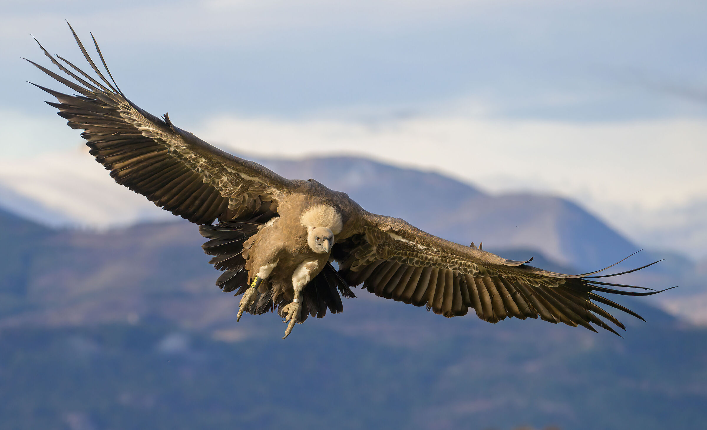 Griffin