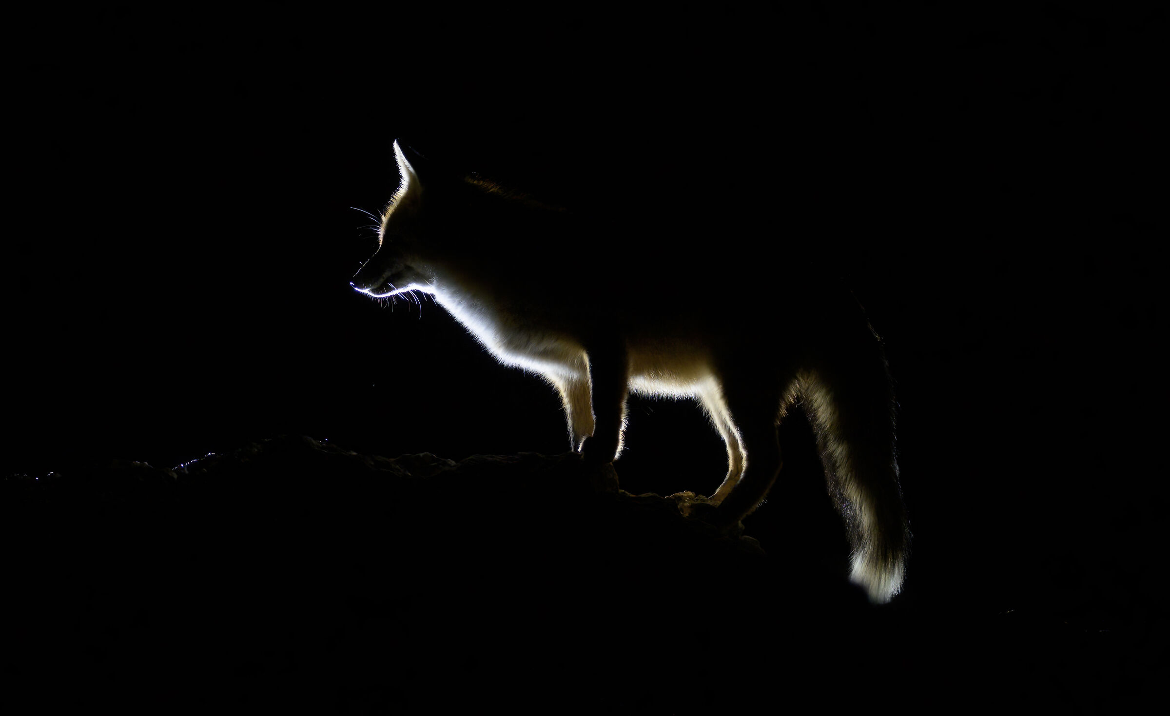 fox